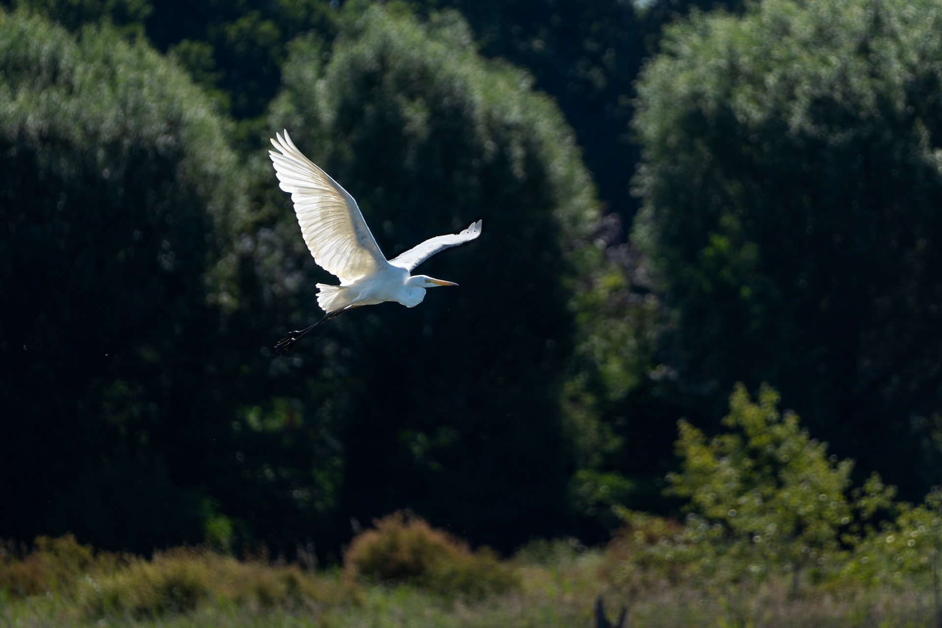 Great White Egret