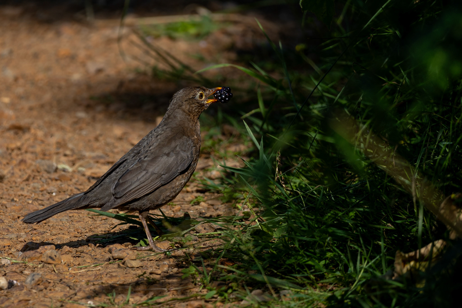 Blackbird