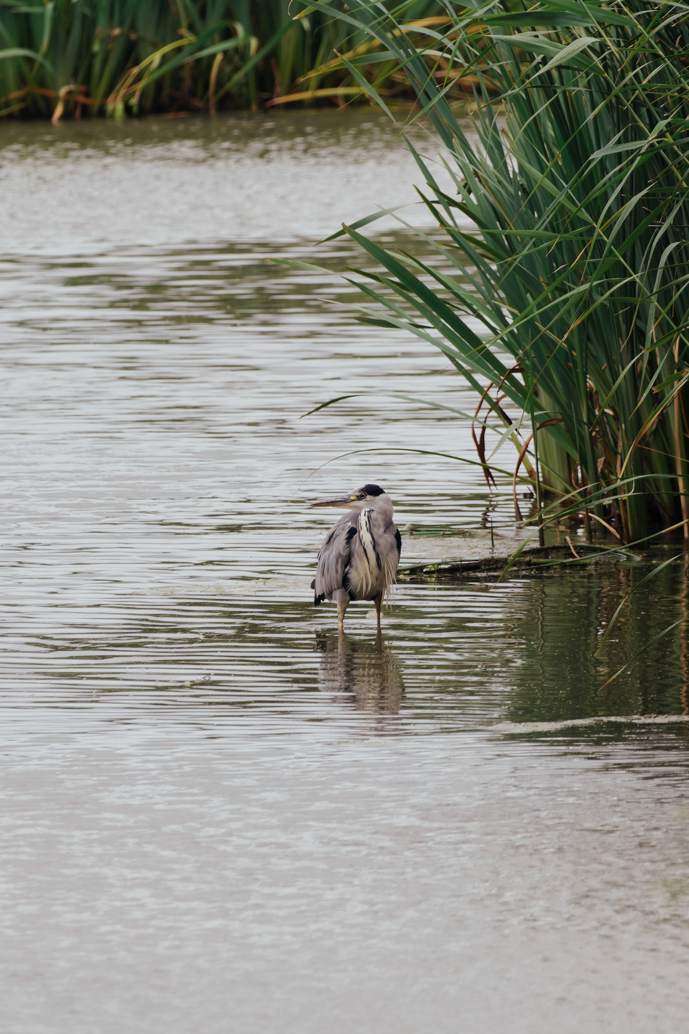Grey Heron