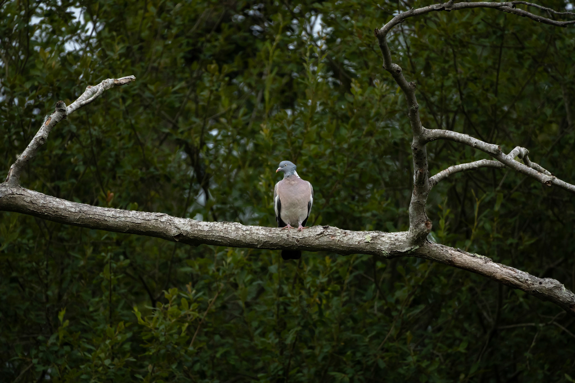 Woodpigeon