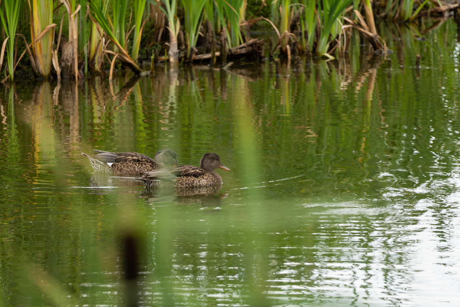 Gadwall