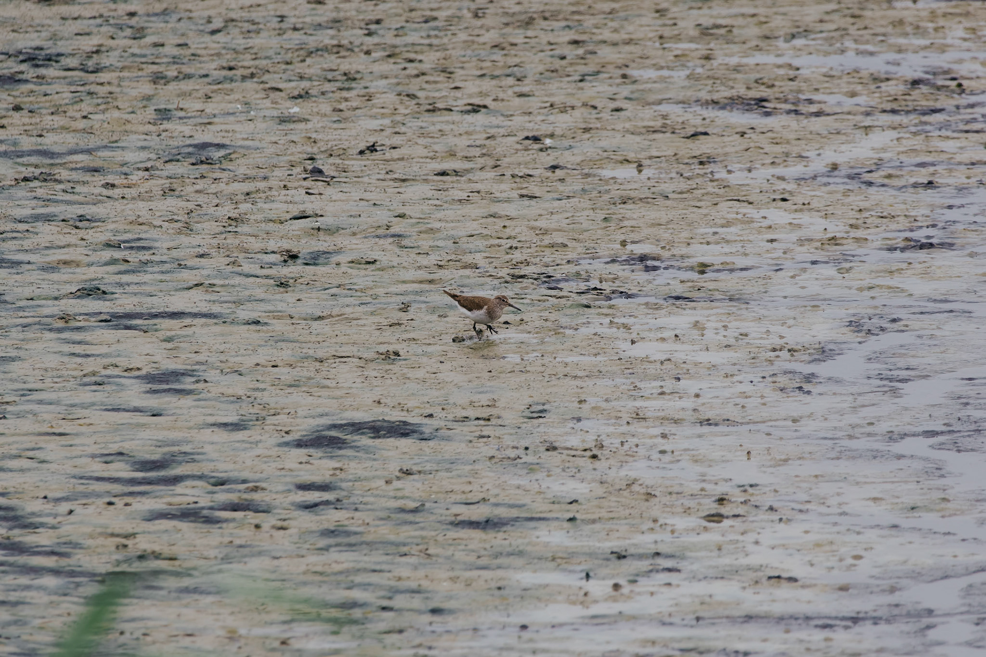 Common Sandpiper