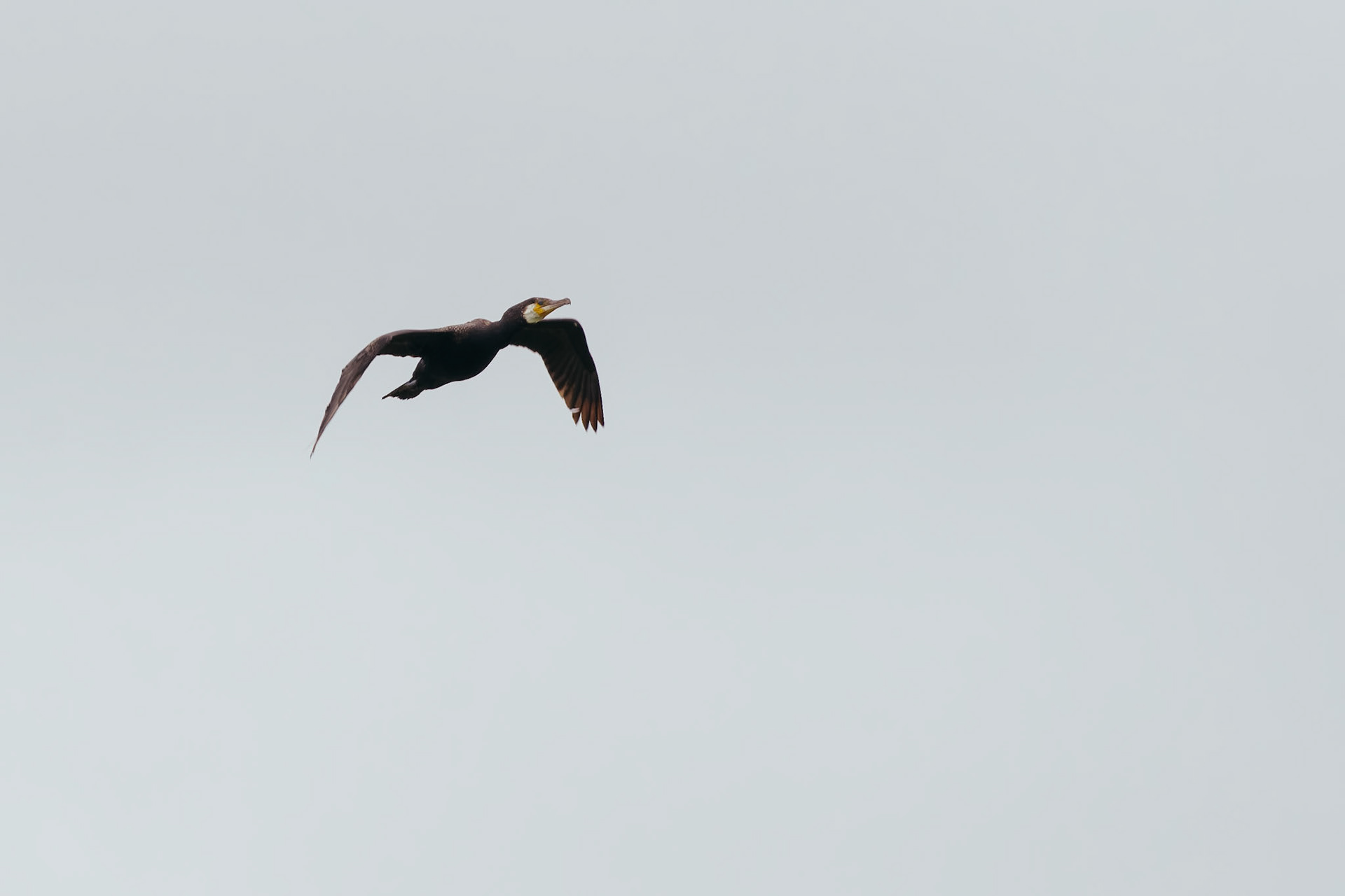 Cormorant