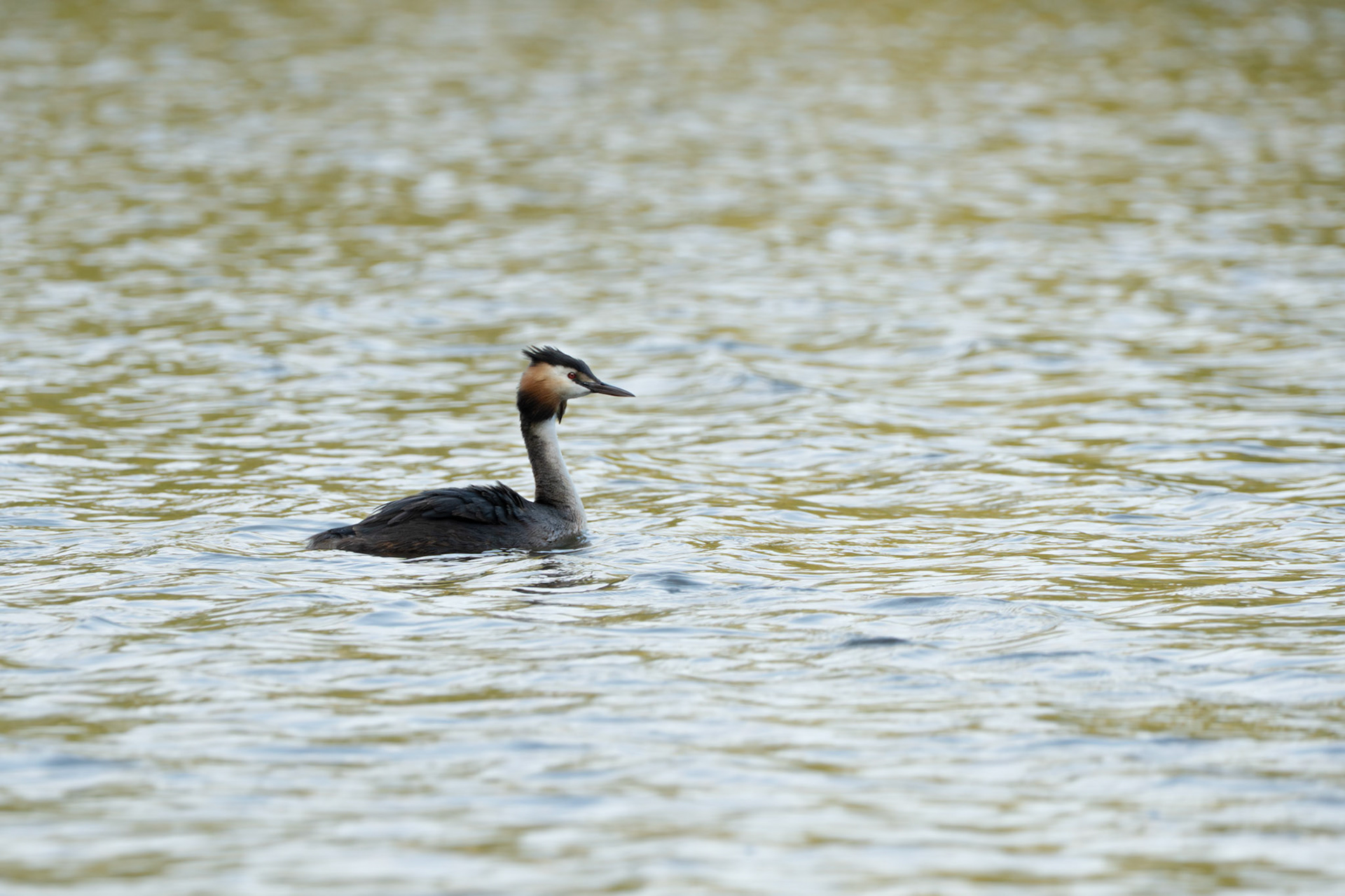 Great Crested Grebe