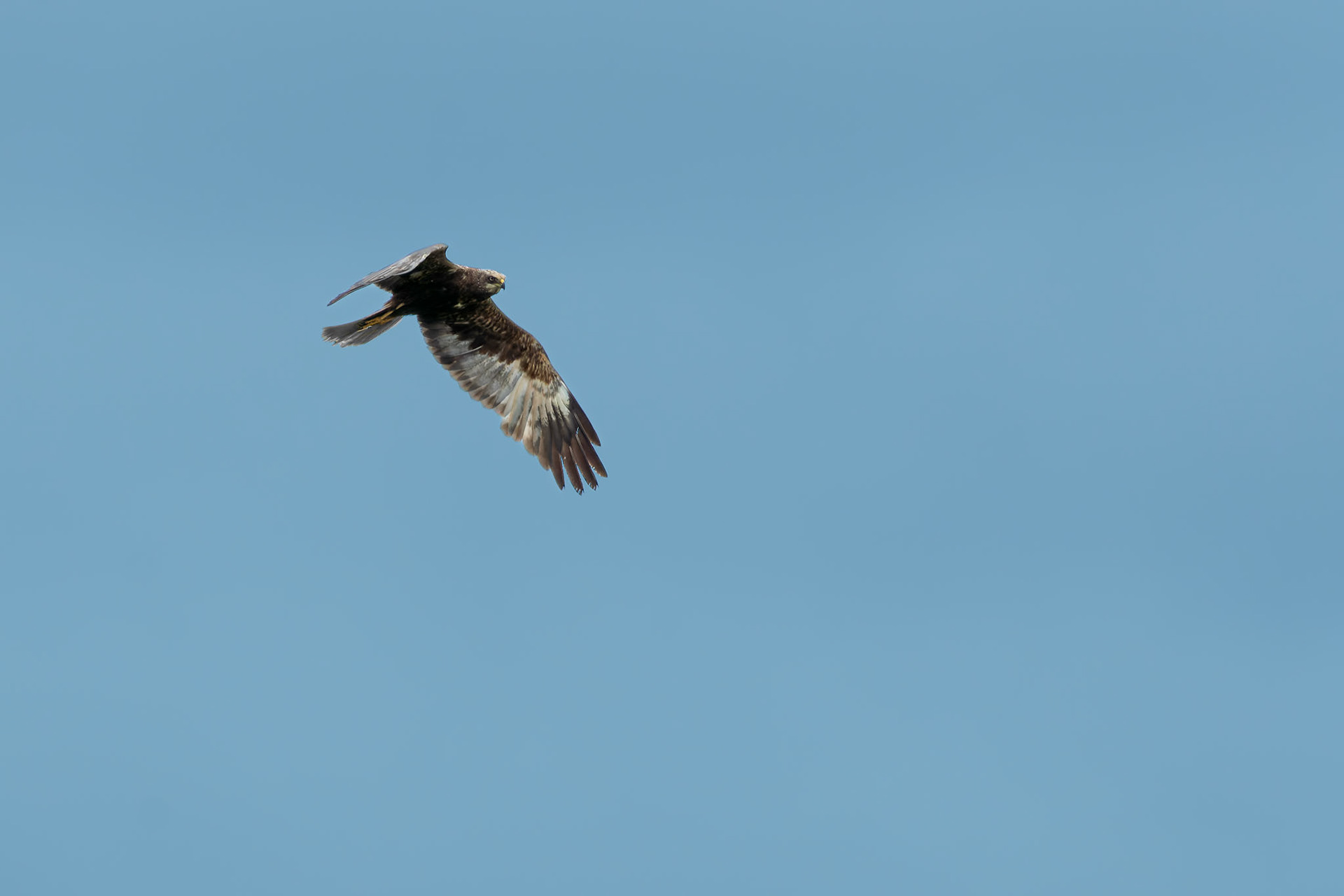 Marsh Harrier