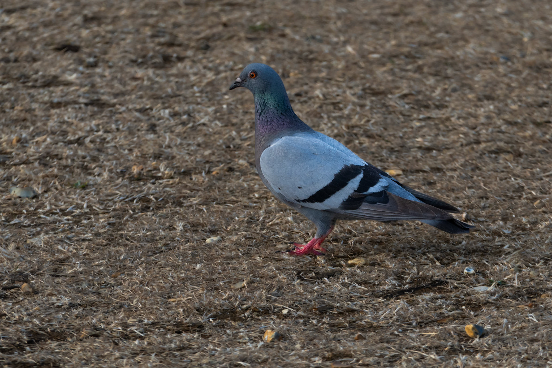 Rock Dove