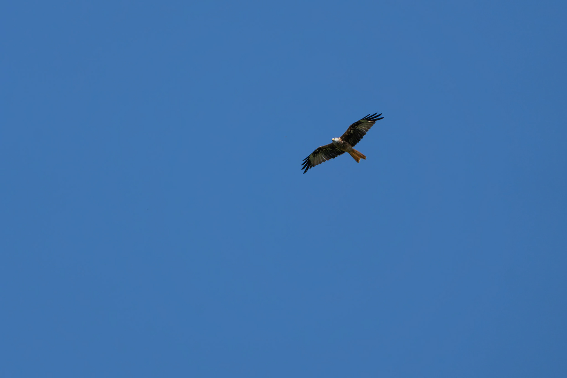 Red Kite