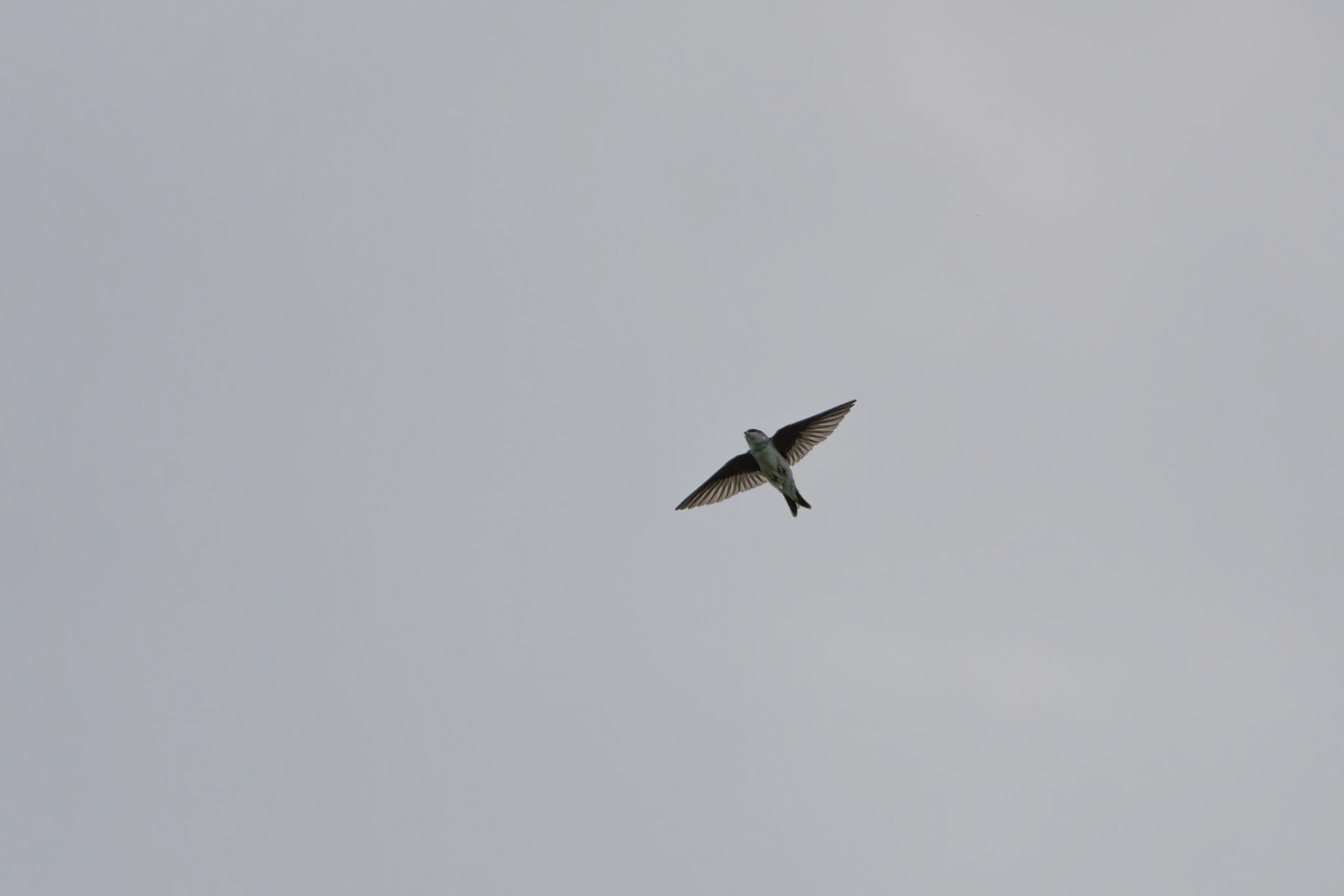 House Martin