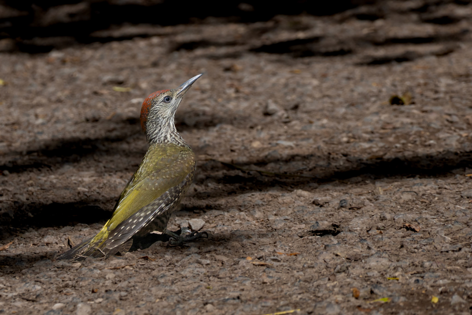Green Woodpecker