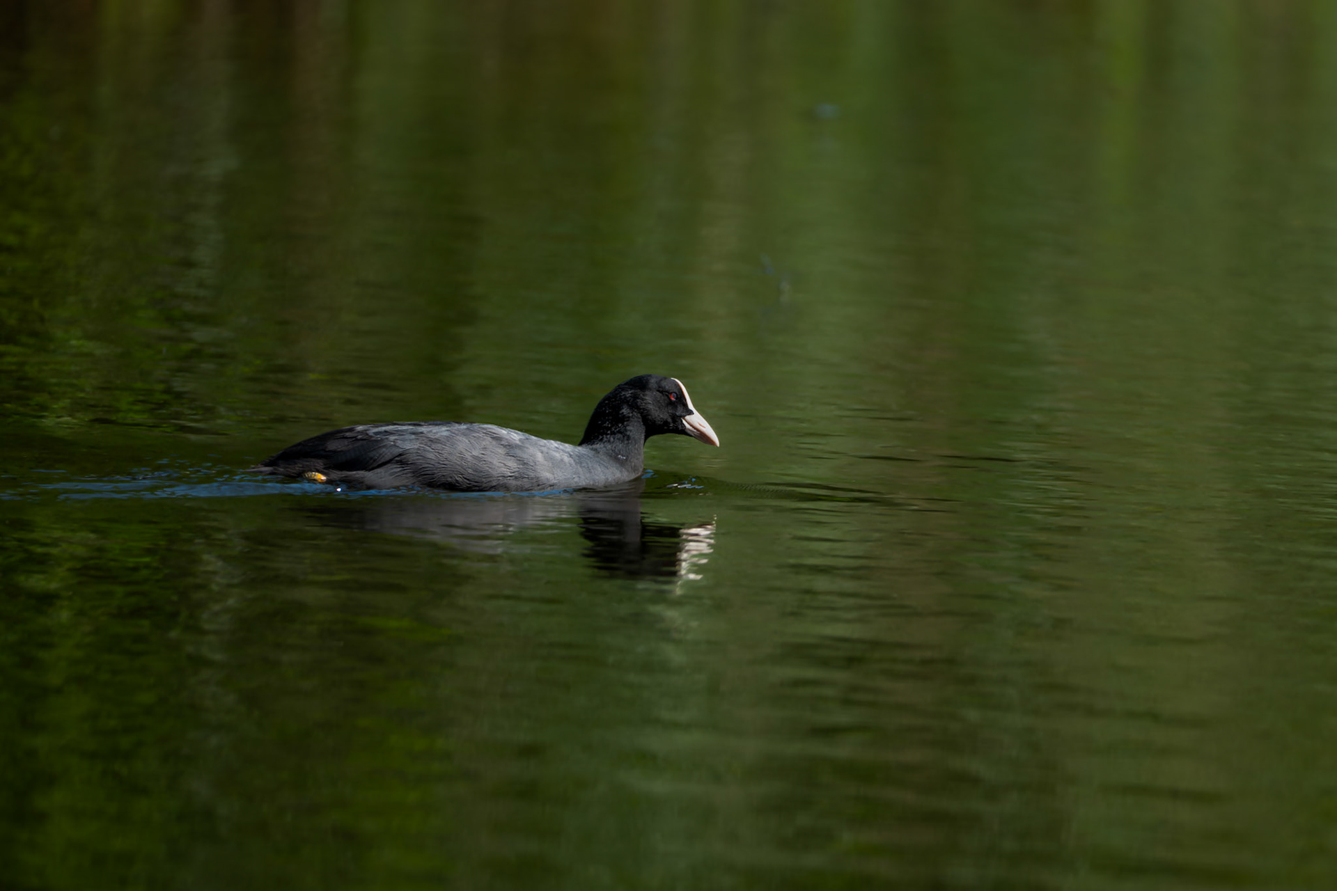 Coot