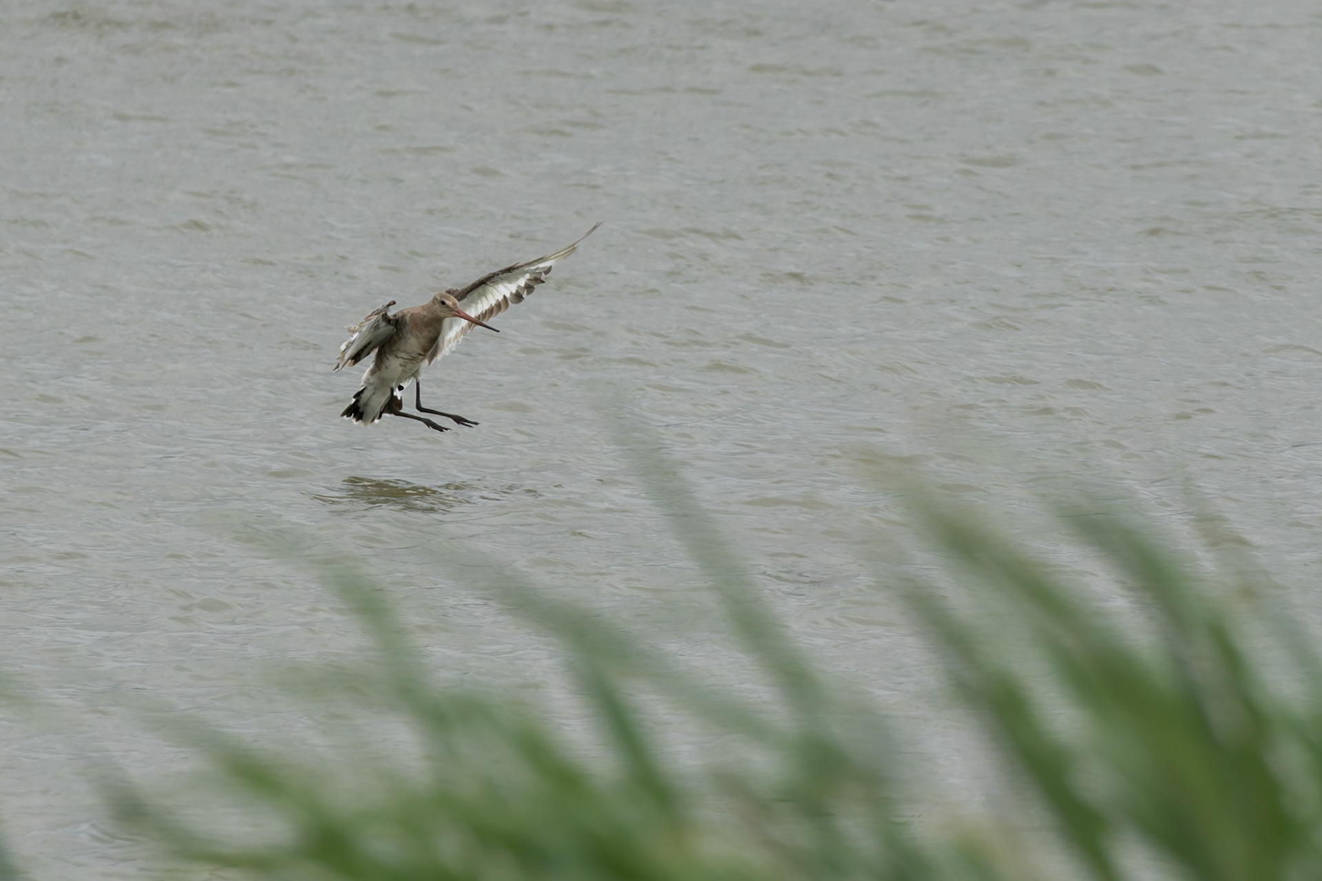 Black-tailed Godwit