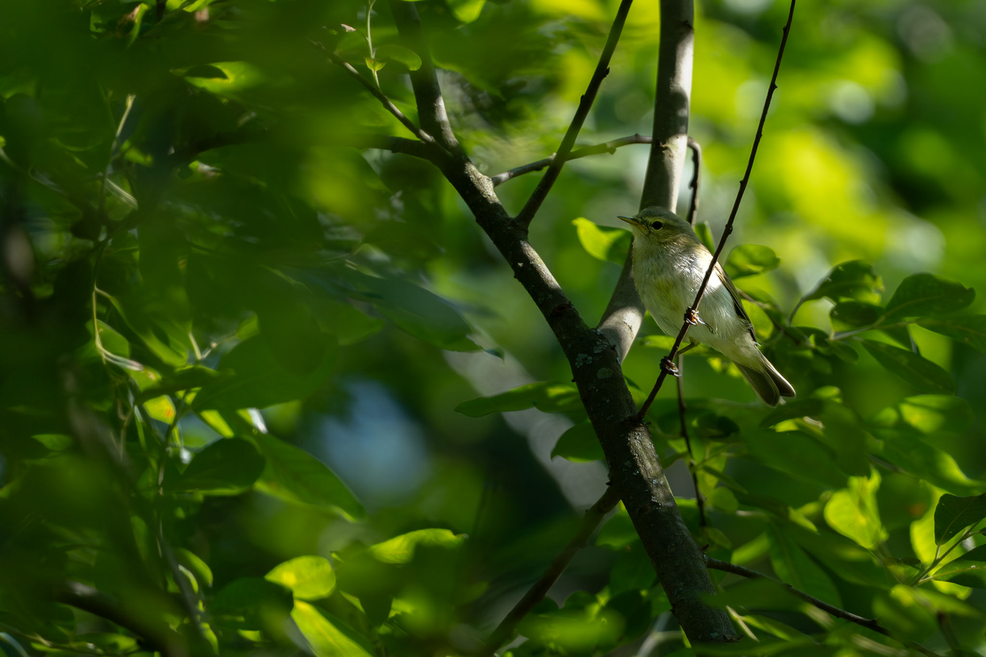 Chiffchaff