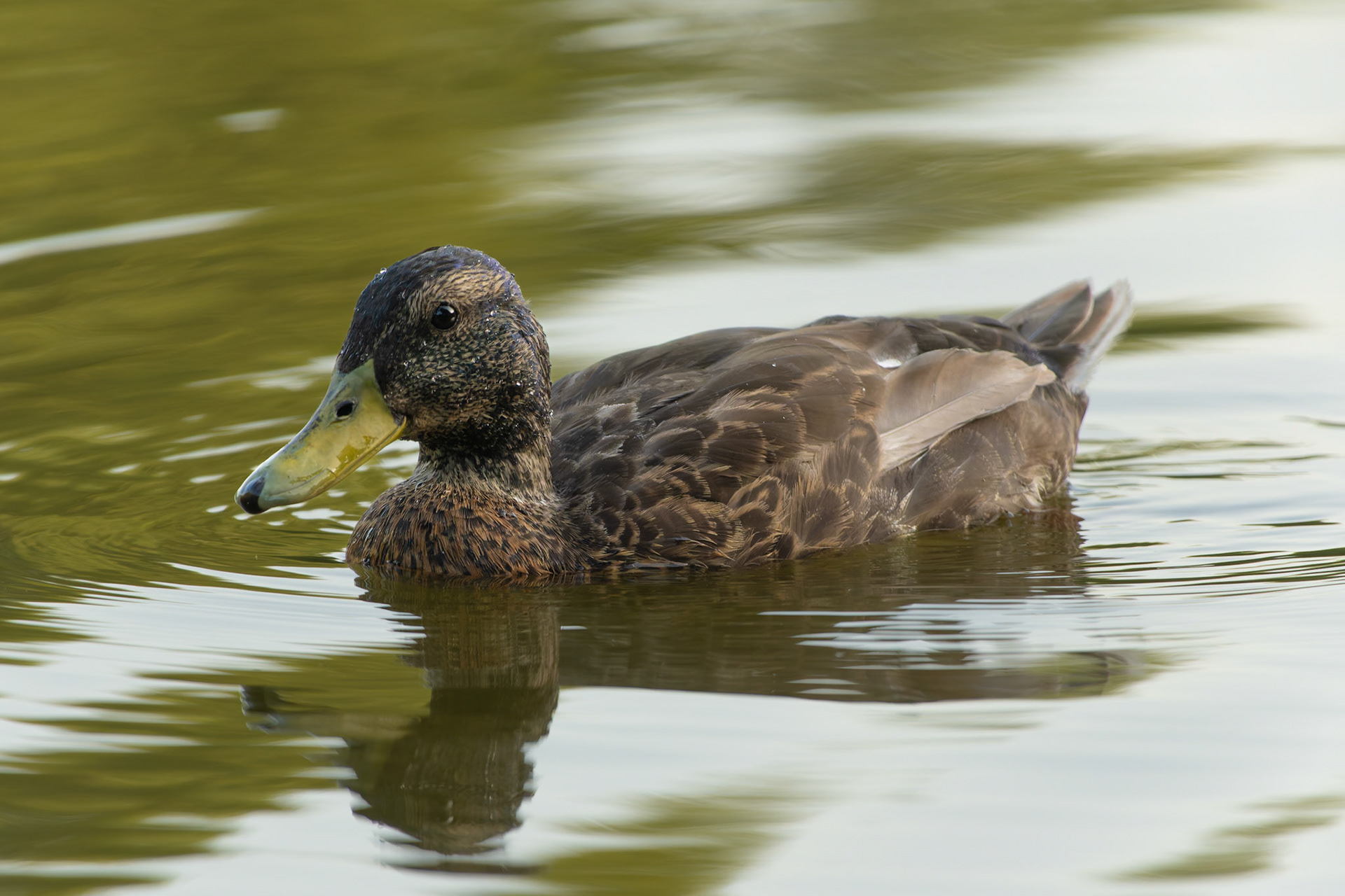 Mallard
