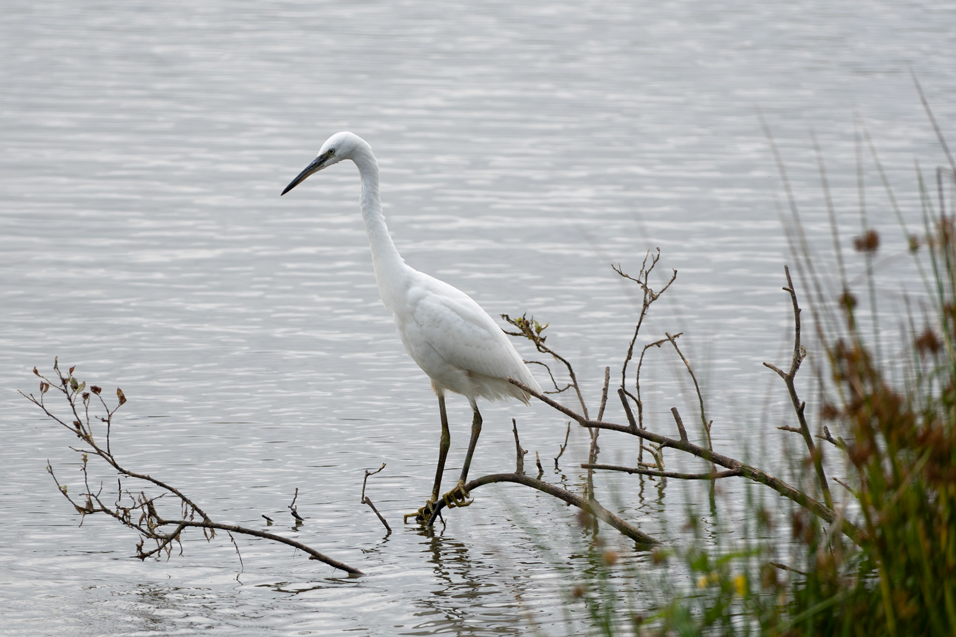 Little Egret
