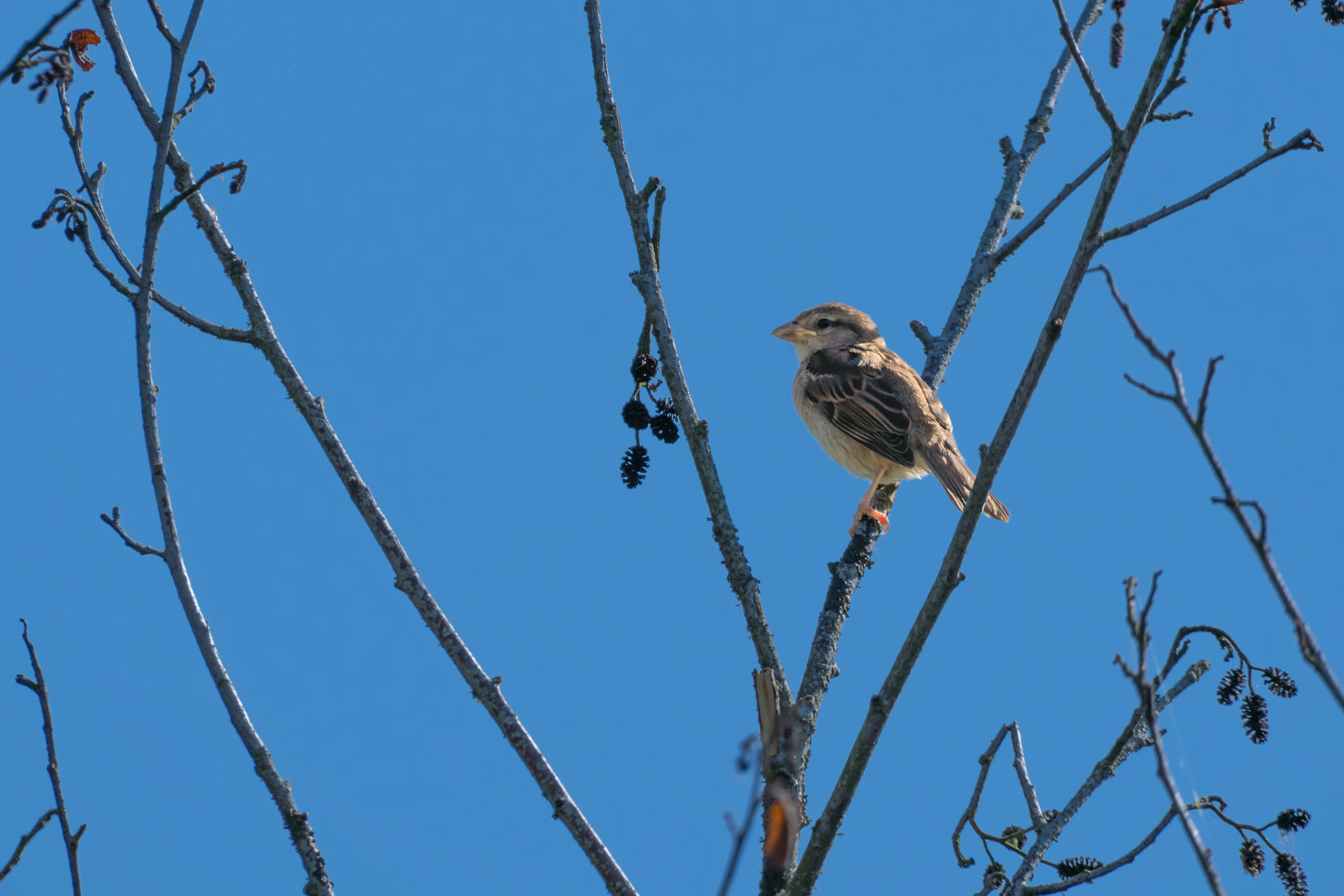House Sparrow