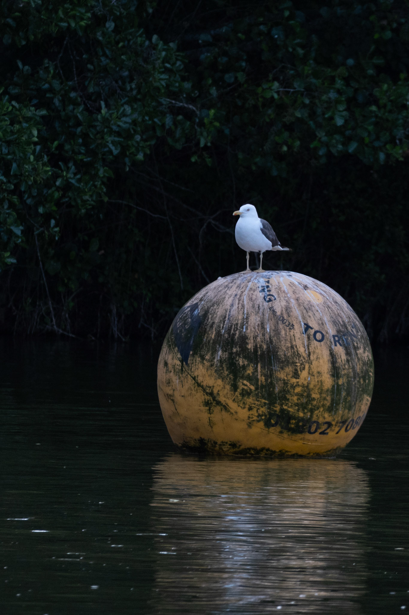 Common Gull