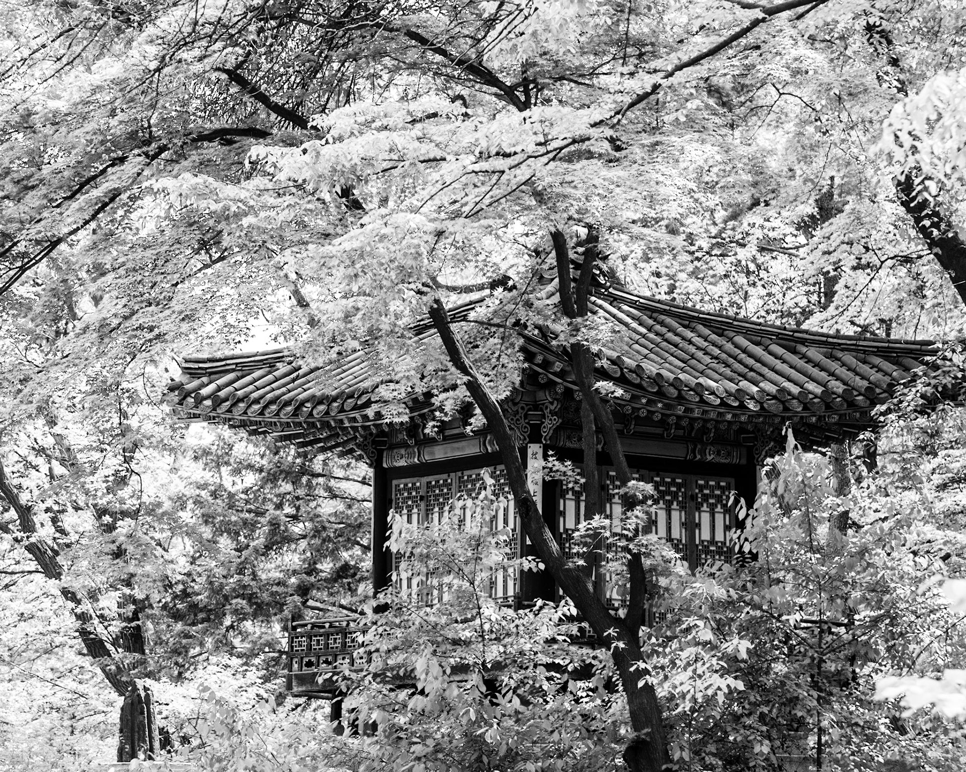 Traditional Korean royal building amongst the trees.Changdeokgung Secret Garden, Seoul, South Korea. 2016