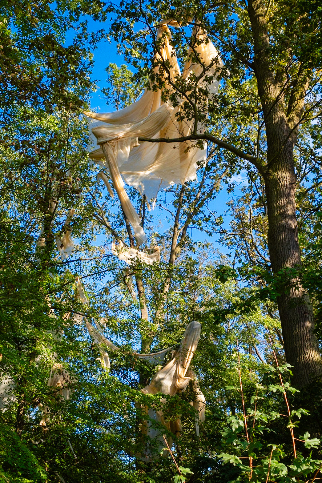 Ghost In Tree