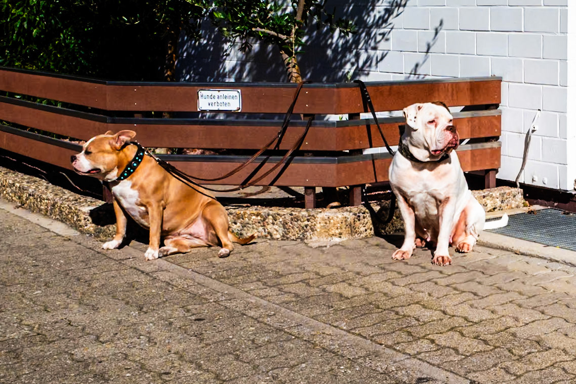 Dogs