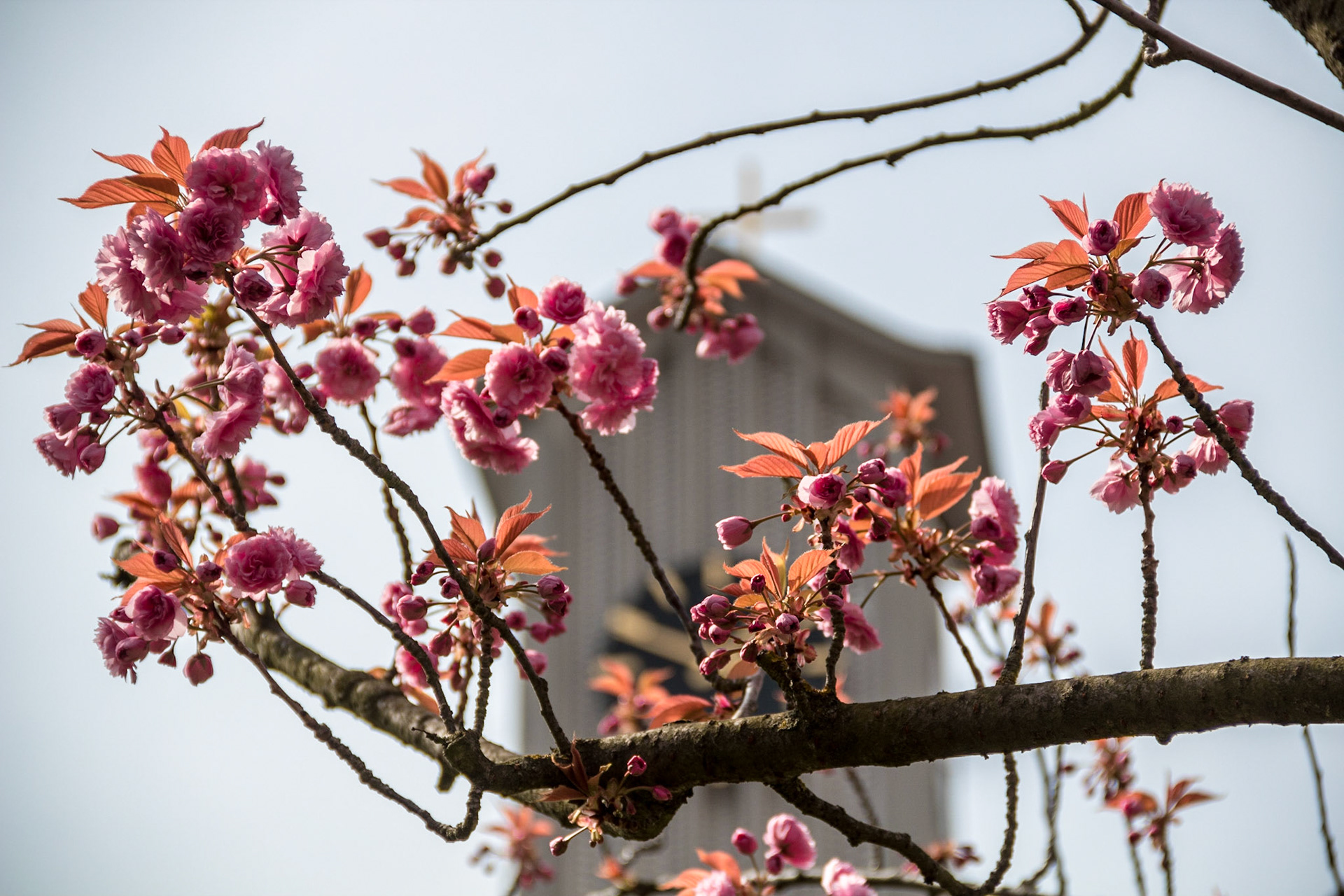 Blüten