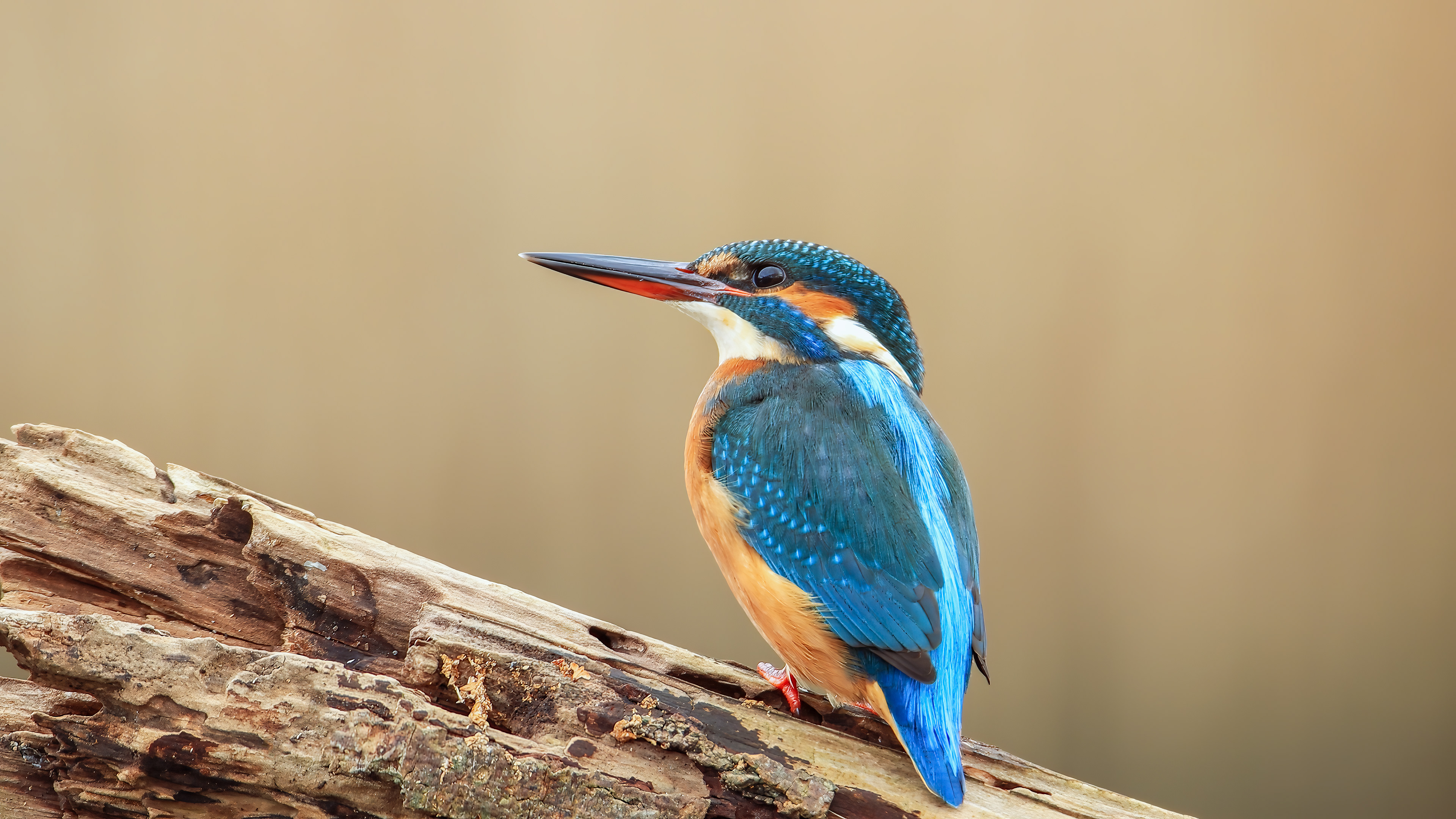 The Kingfisher (Isfugl)