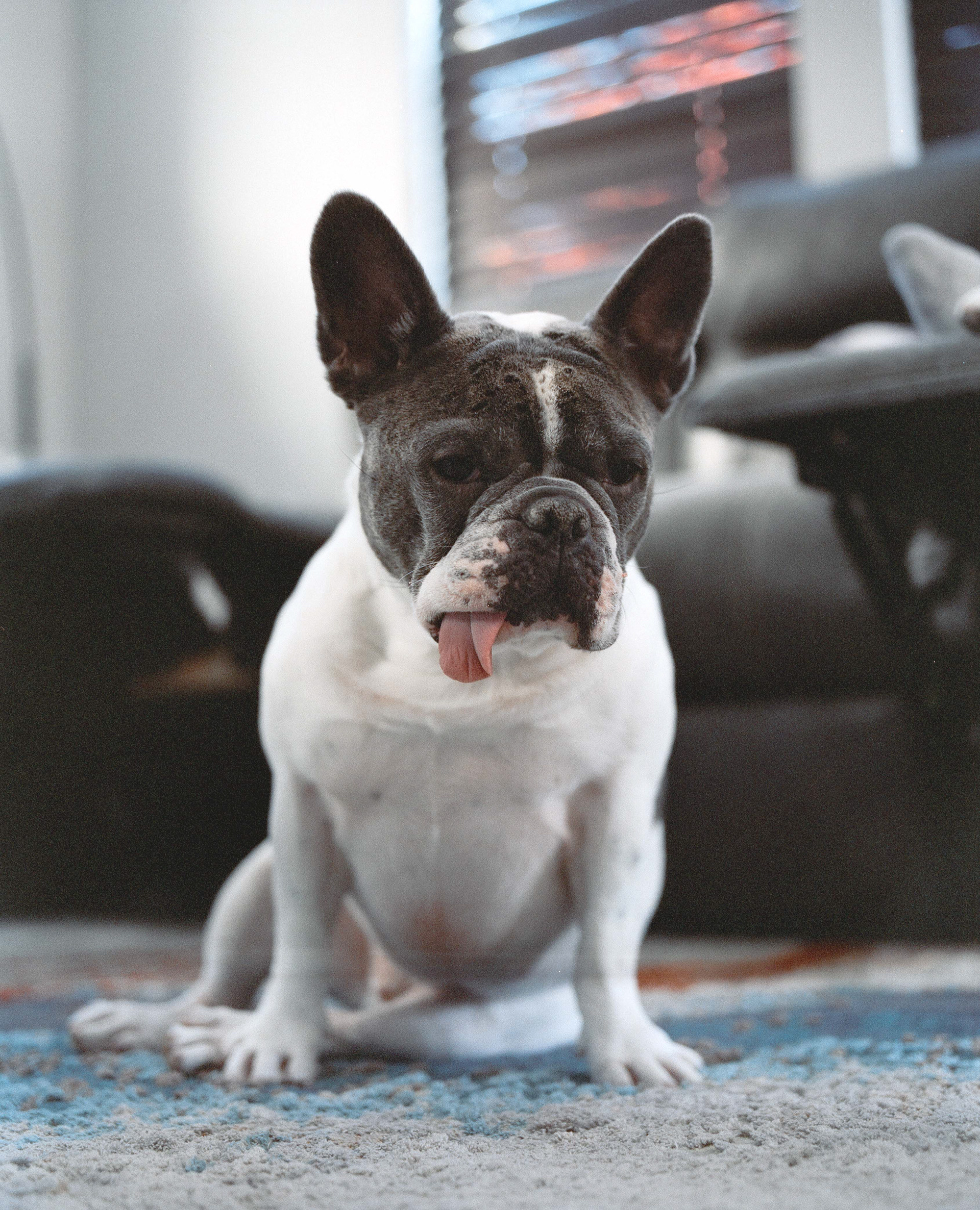 Doggo Shoot - Fuji Pro 400H