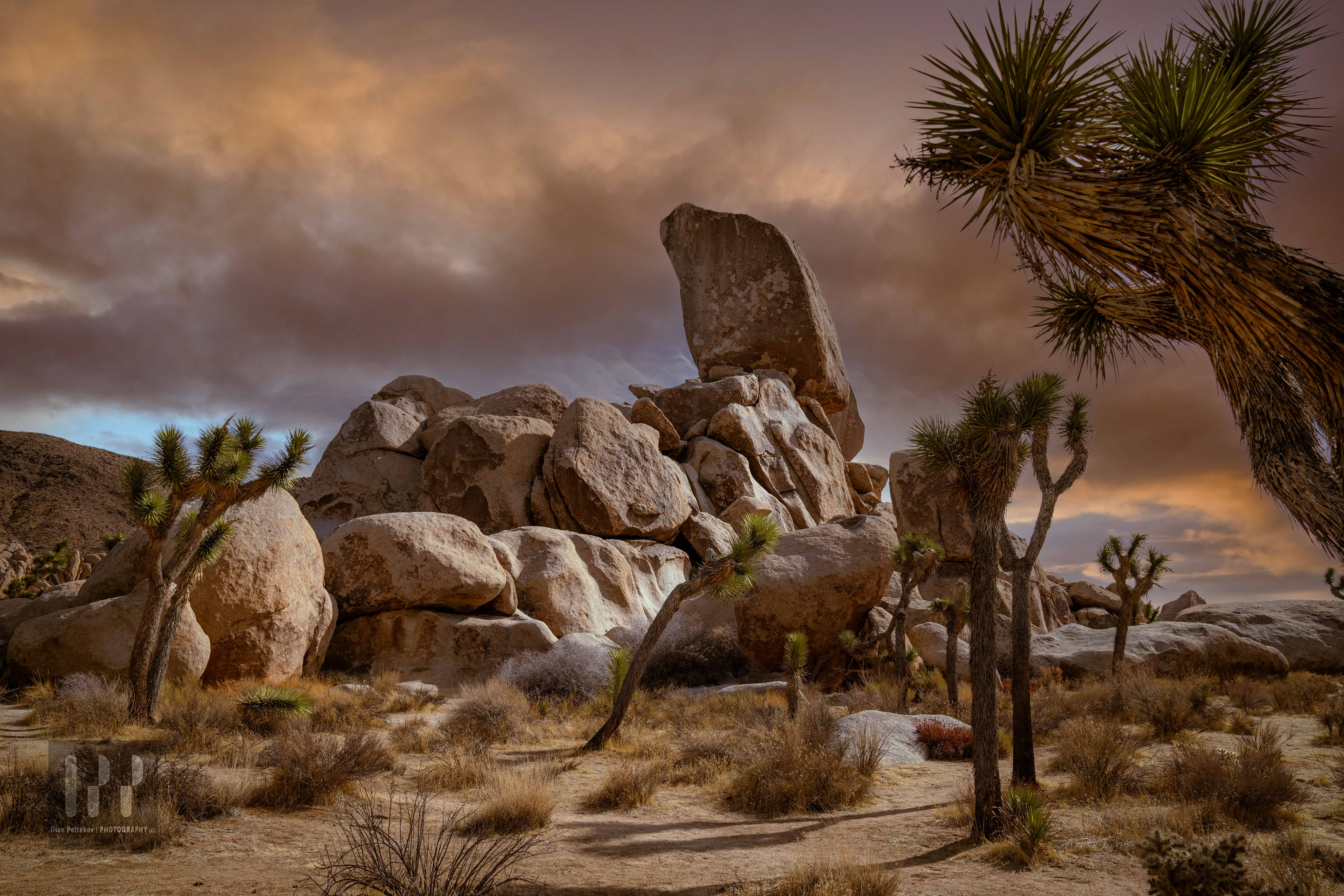 Joshua Tree, CA