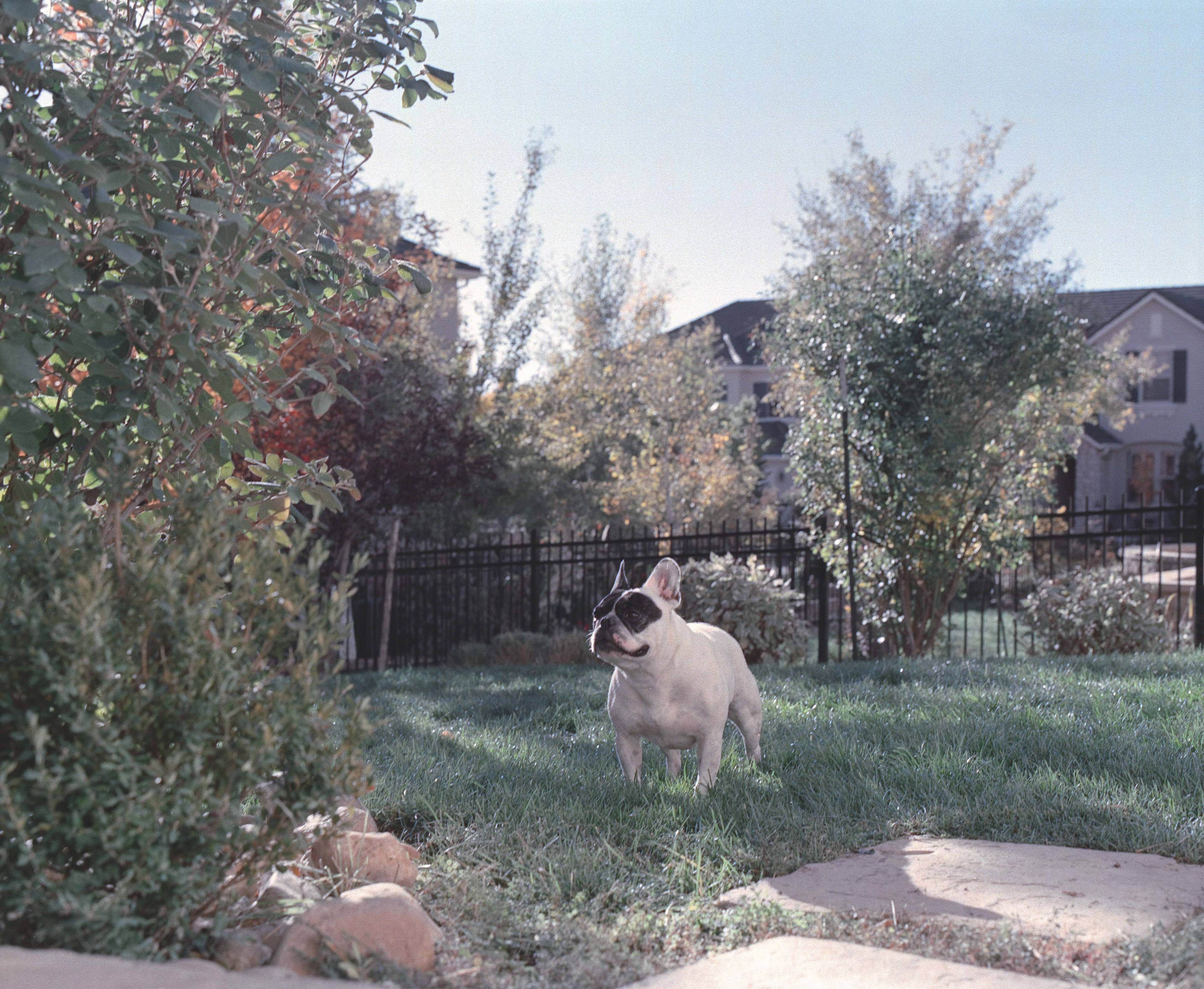 Doggo Shoot - Fuji Pro 400H