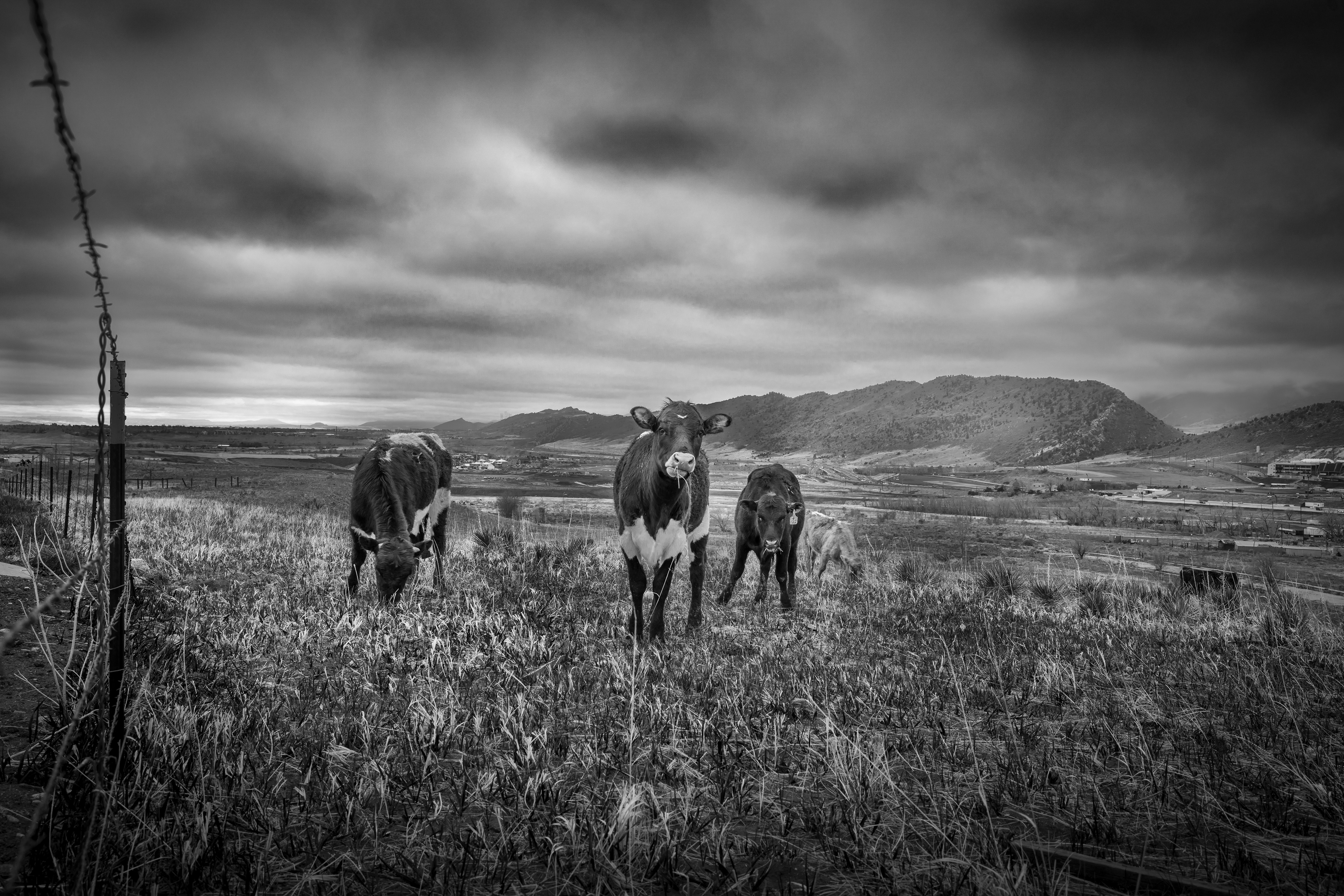 Beef. Lakewood, Colorado