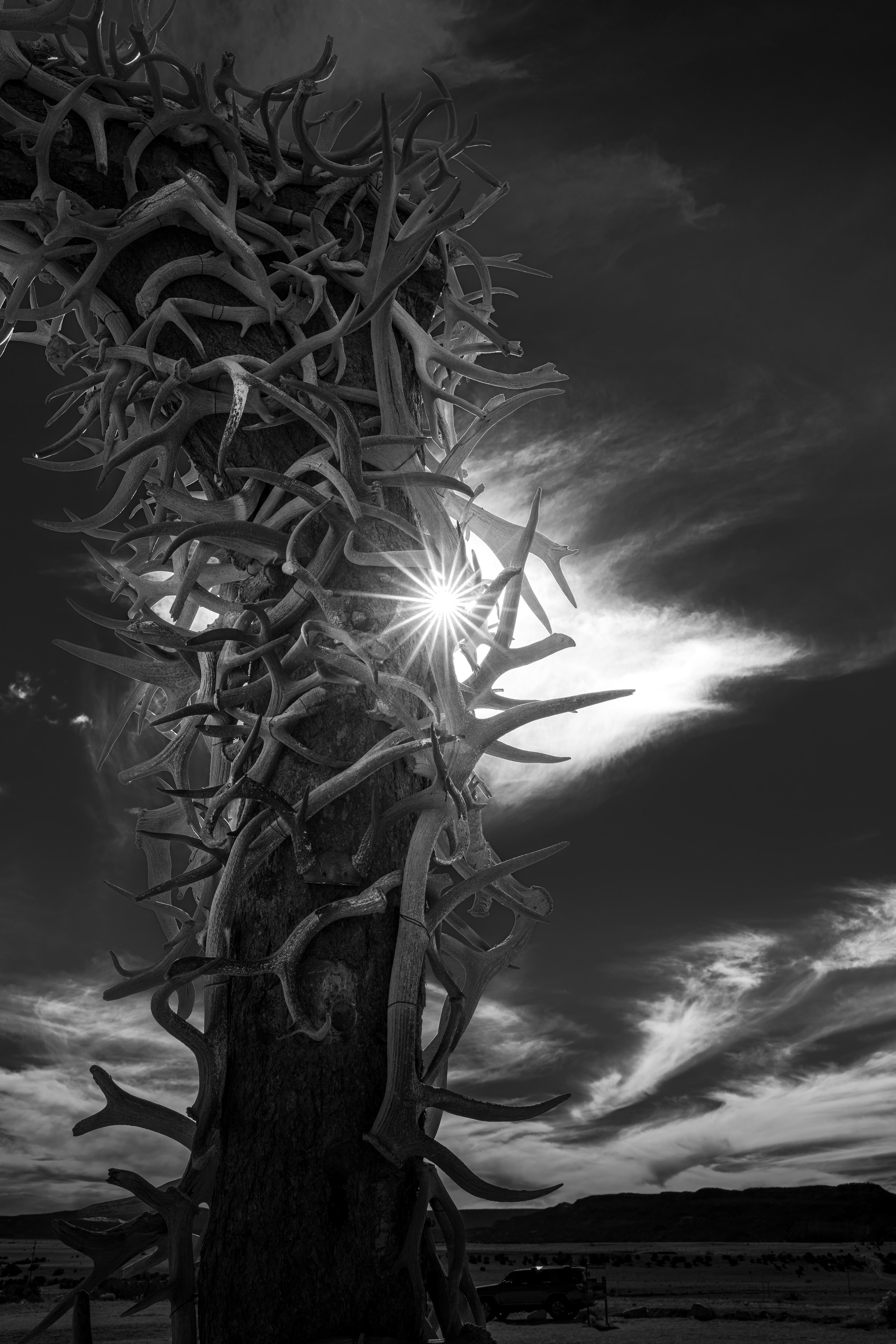 Bones. Ghost Ranch, New Mexico