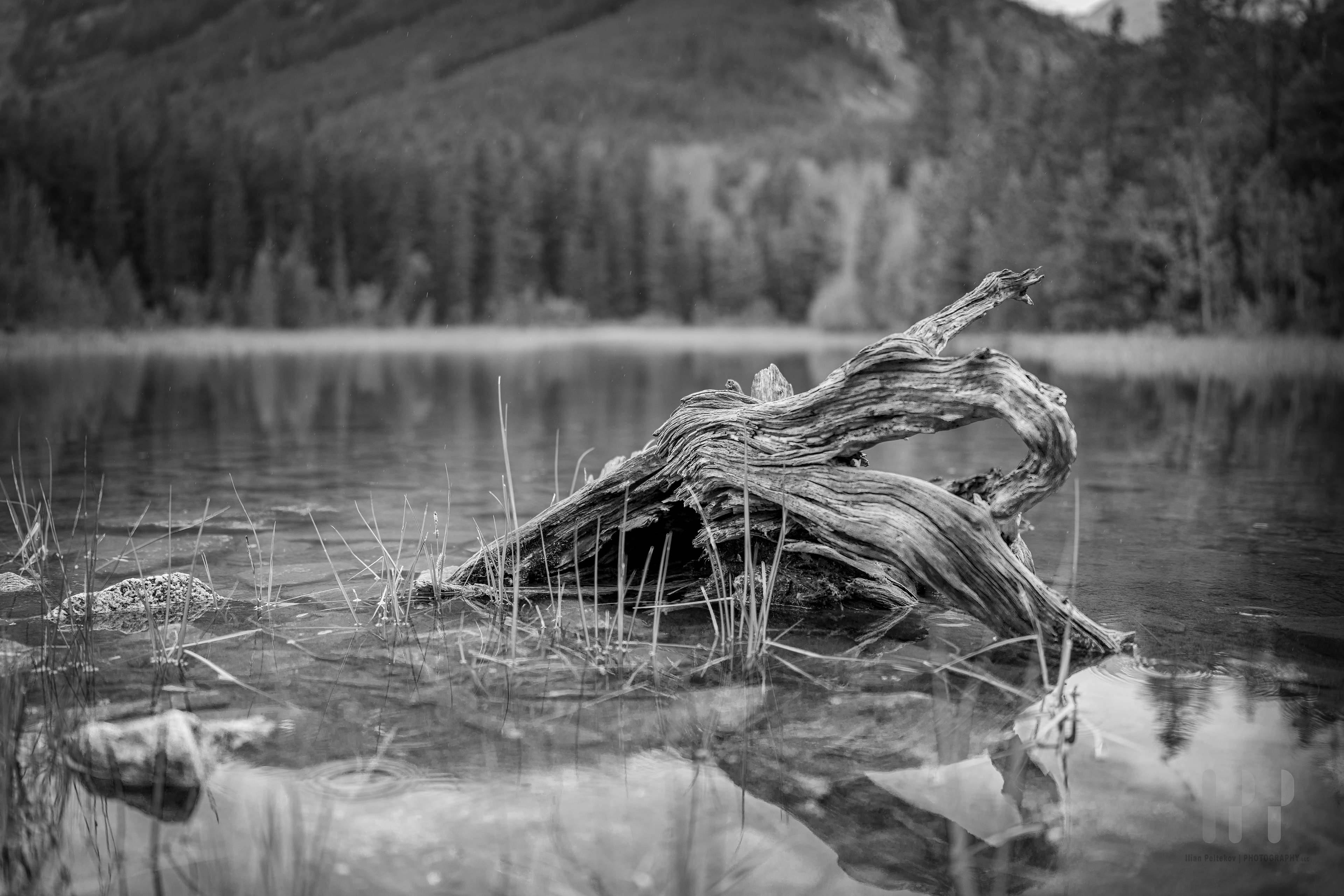 Wet. Buena Vista, Colorado