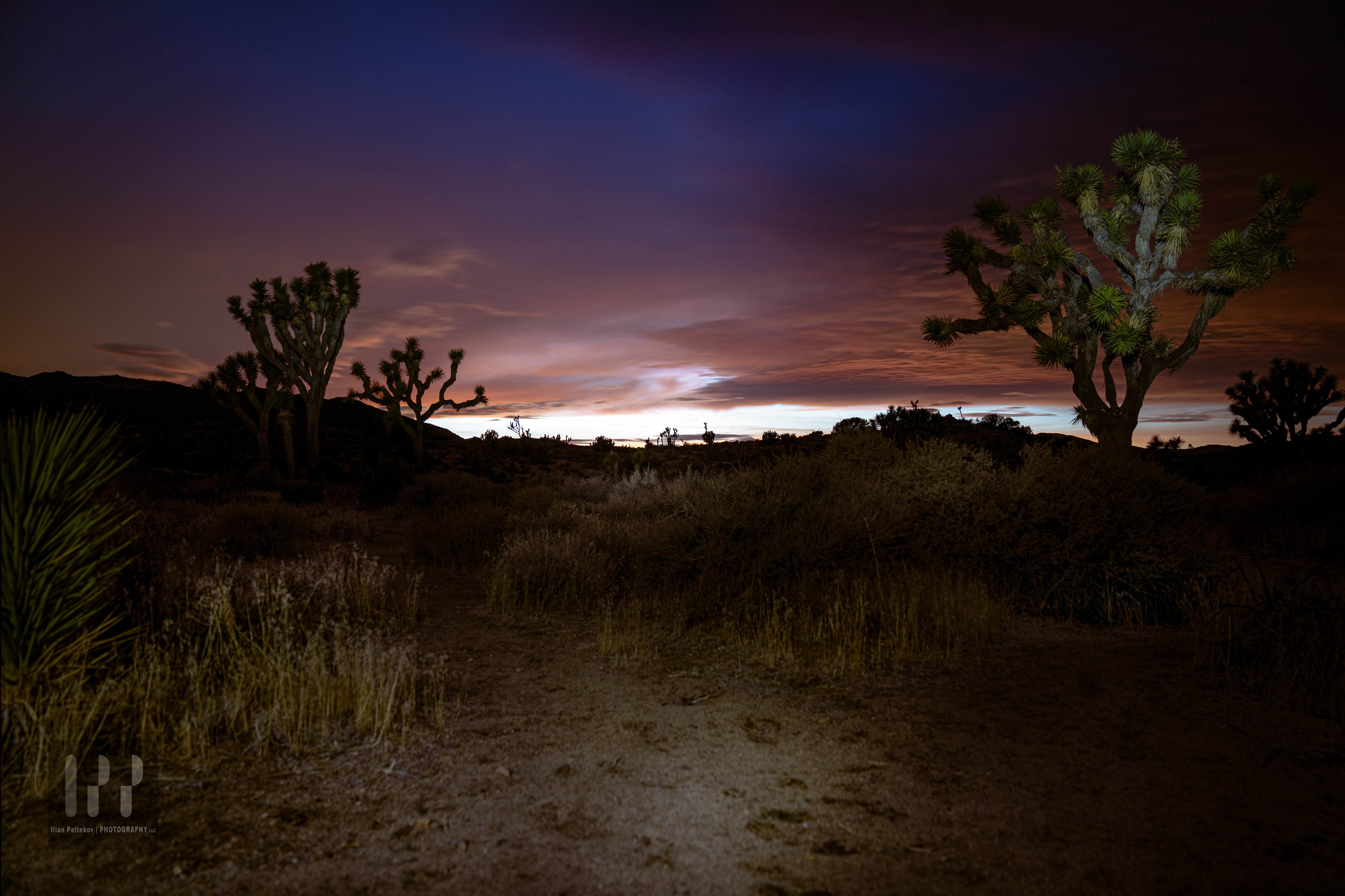 Joshua Tree, CA