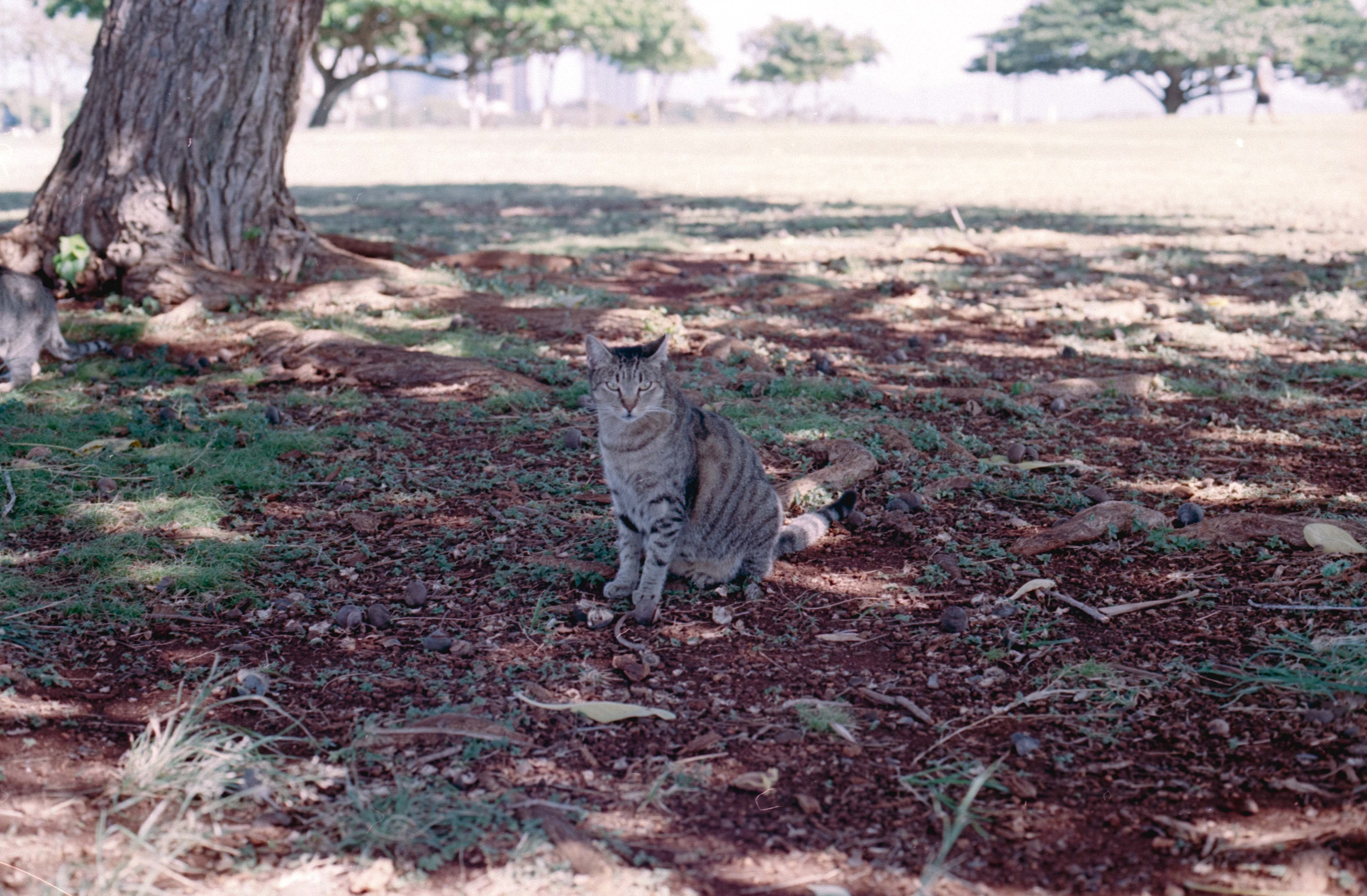 Honolulu, HI - Kodak Ektar 100 