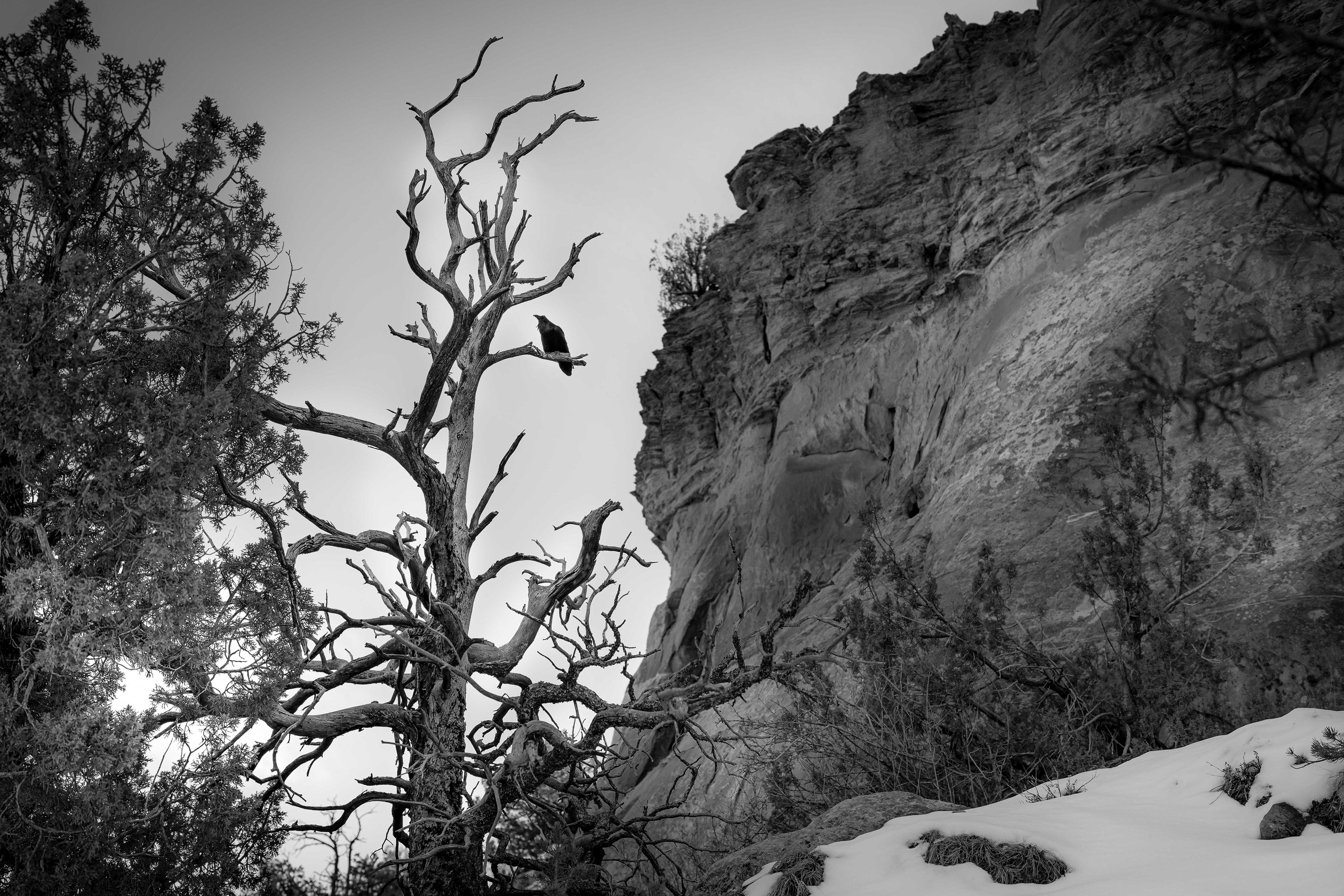 Raven. Ghost Ranch, New Mexico