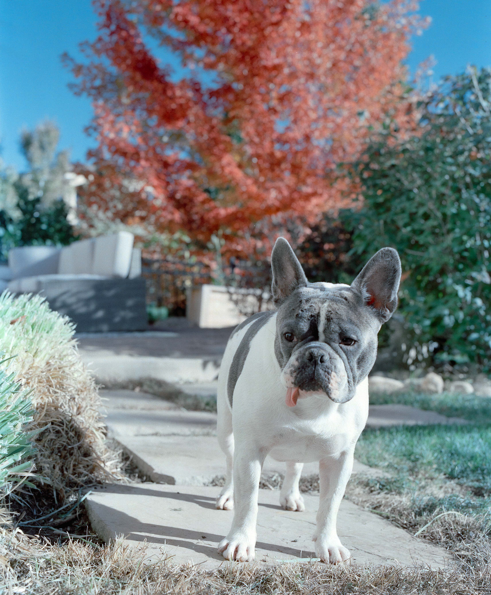 Doggo Shoot - Fuji Pro 400H
