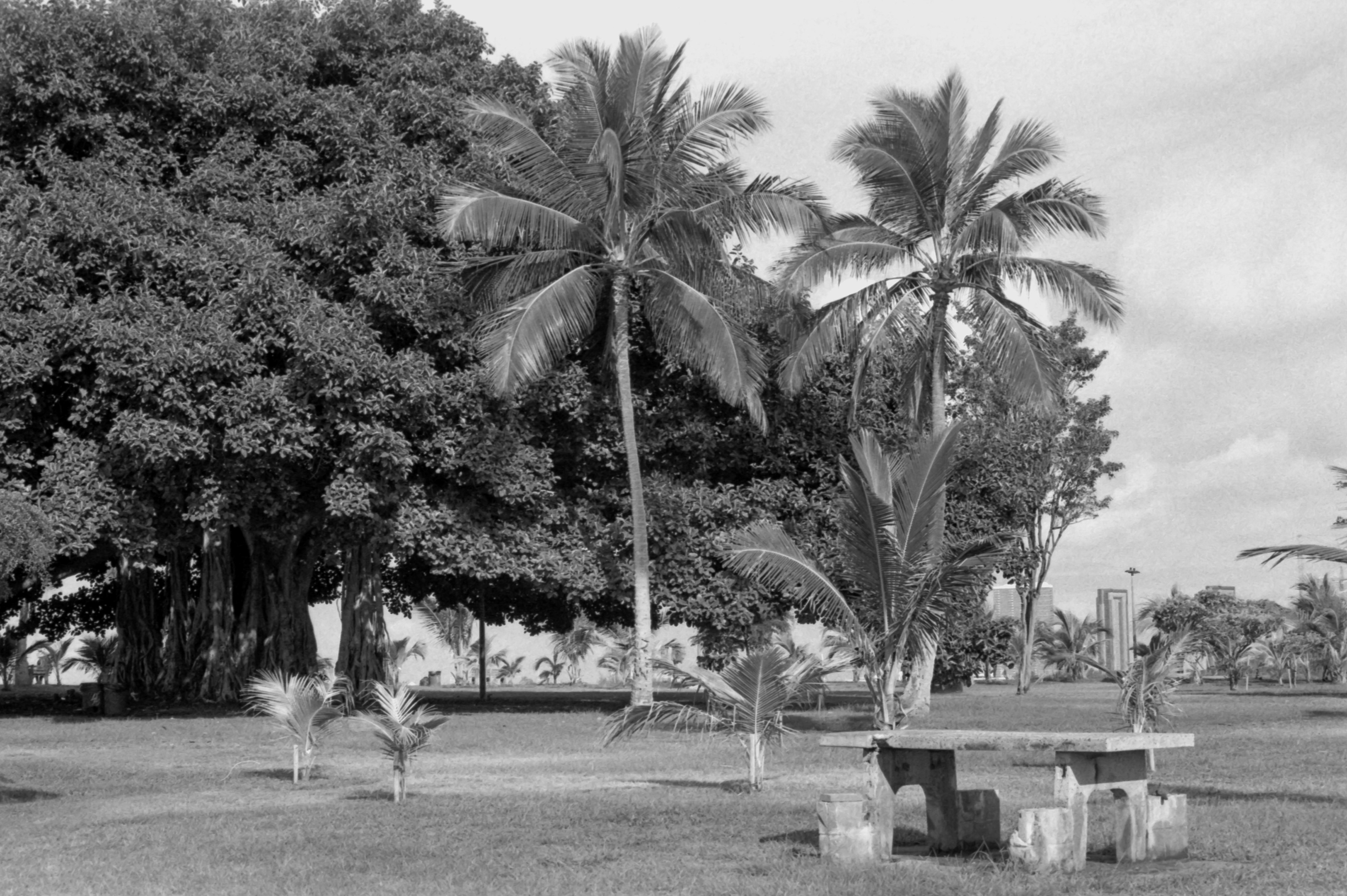 Waikiki - Ilford HP5+