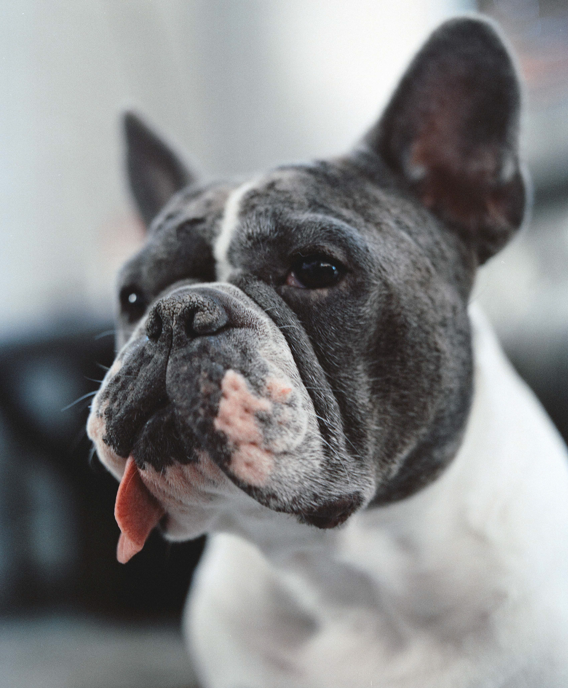 Doggo Shoot - Fuji Pro 400H