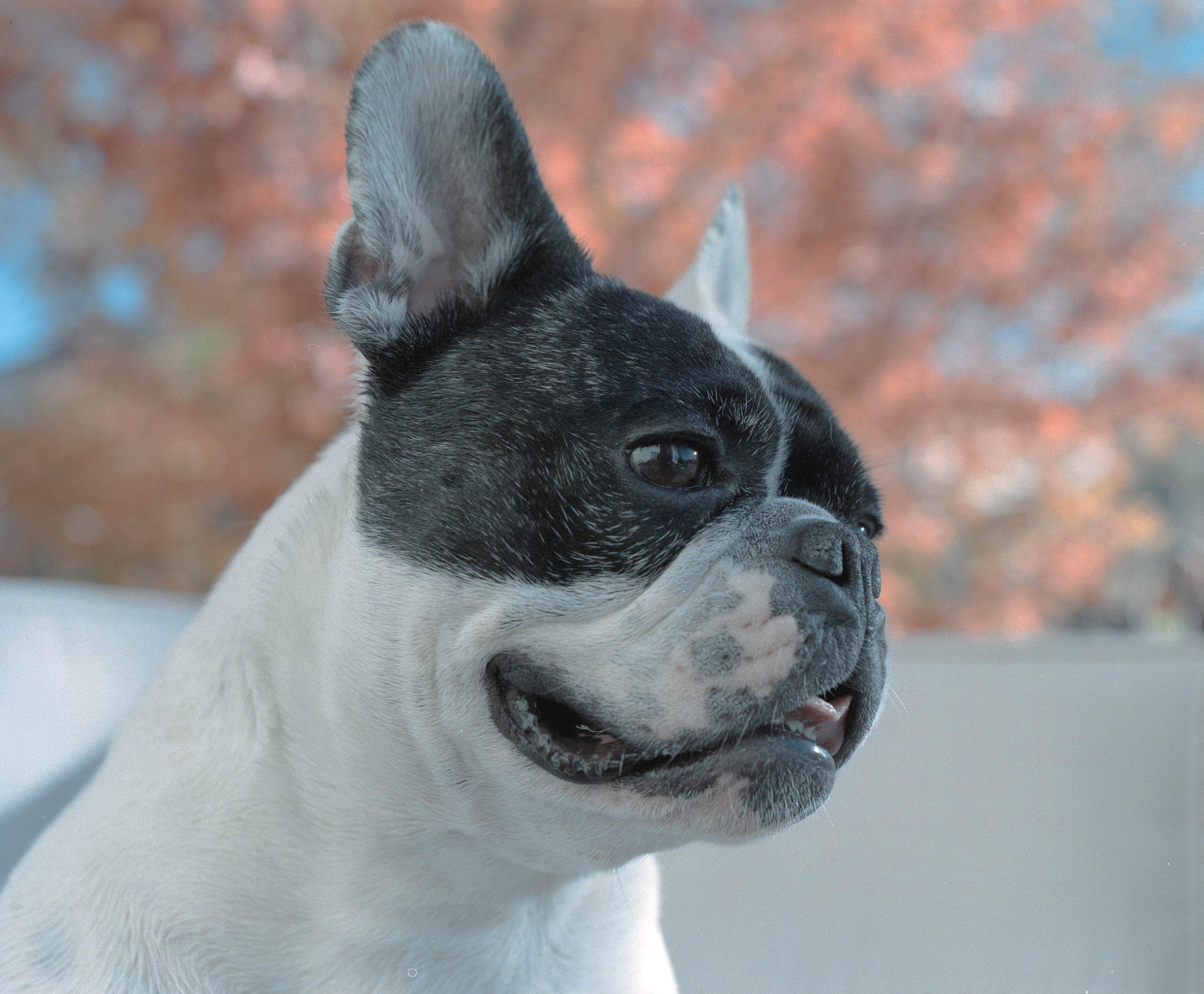 Doggo Shoot - Fuji Pro 400H