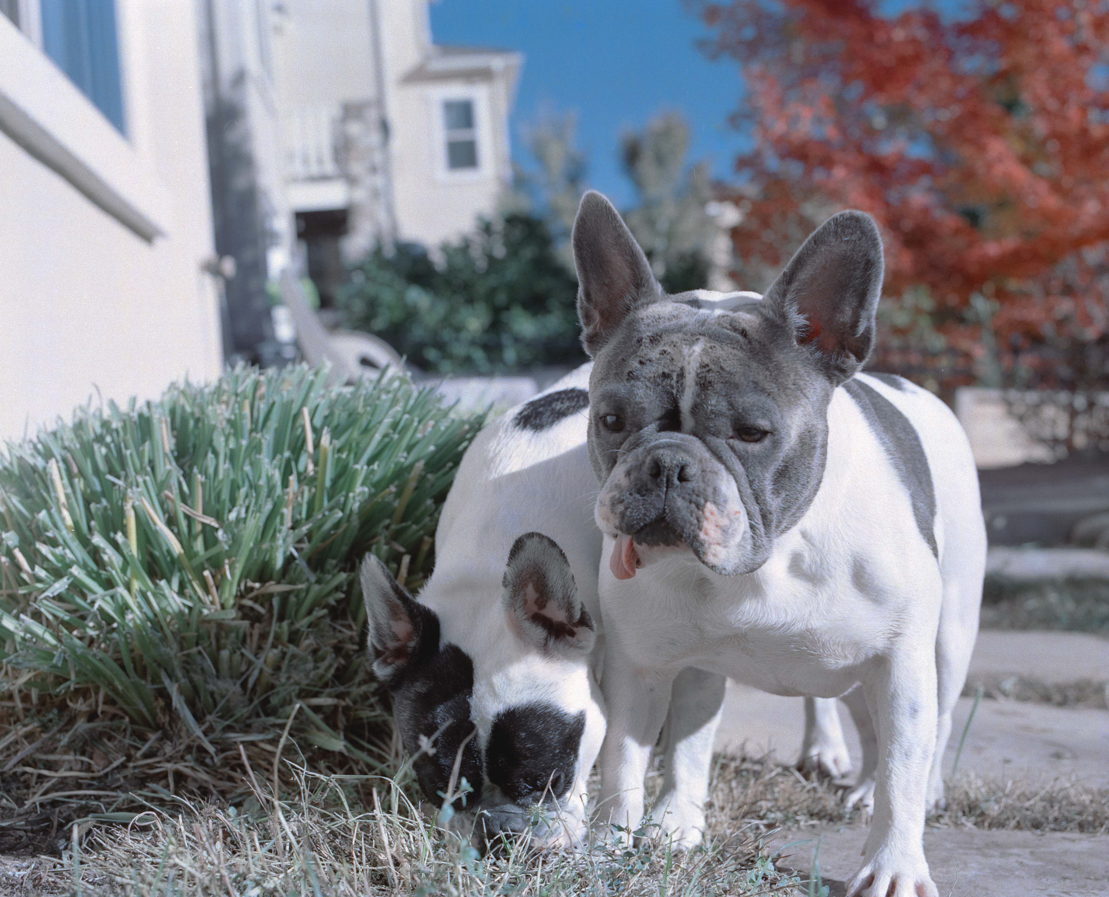 Doggo Shoot - Fuji Pro 400H
