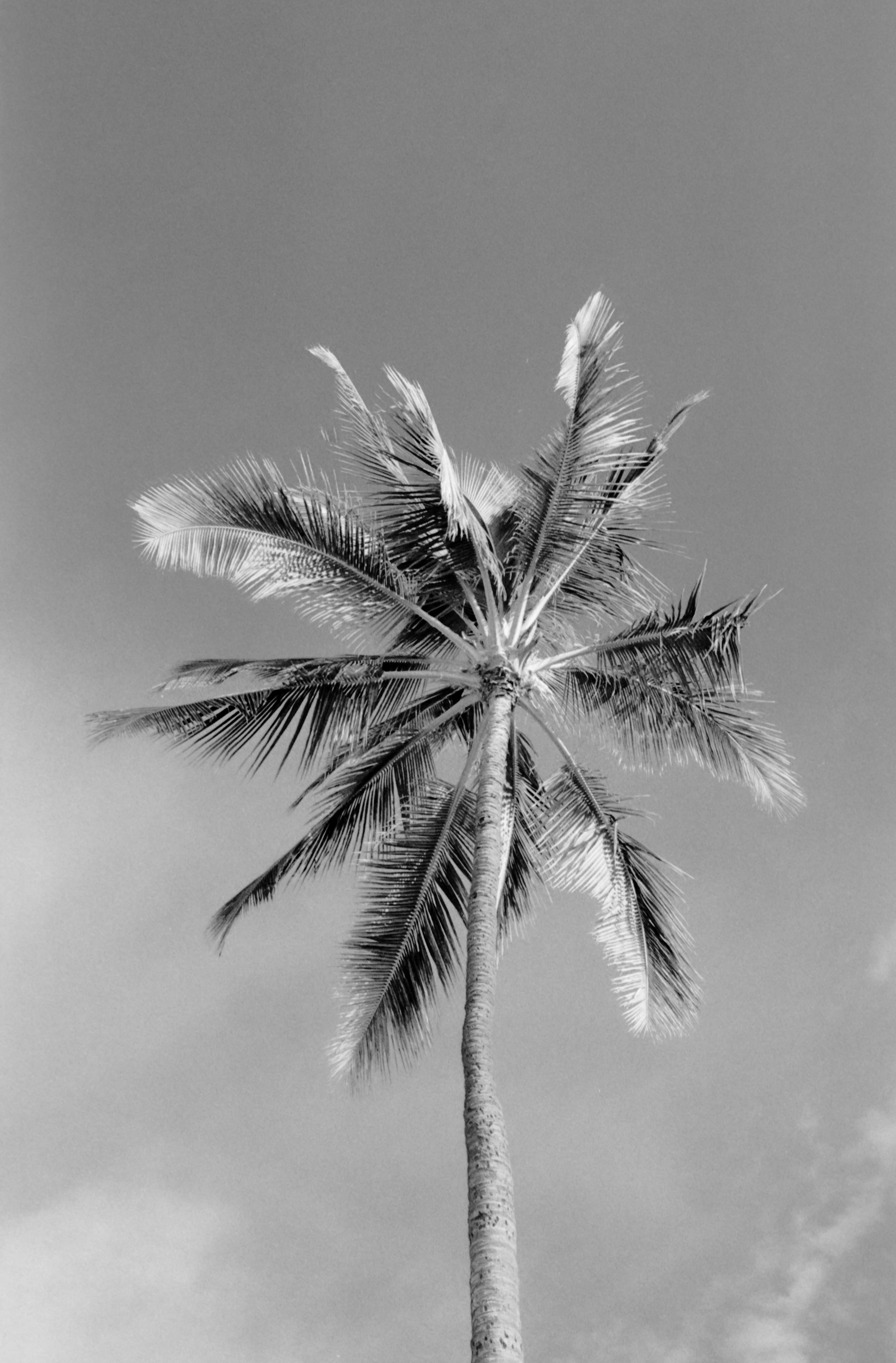 Waikiki - Ilford HP5+
