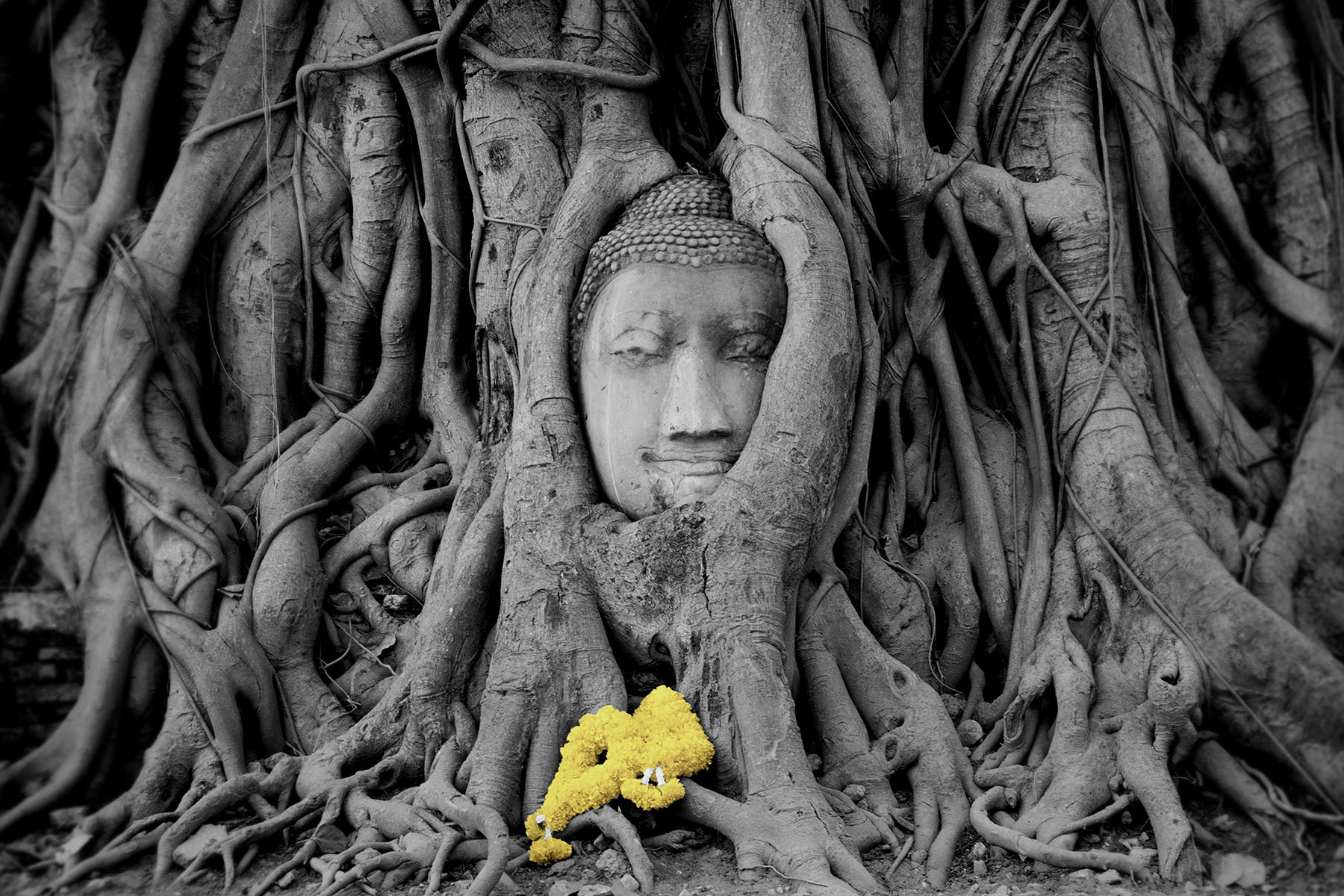 Buddha and the Bodhi Tree, Ayutthaya Thailand