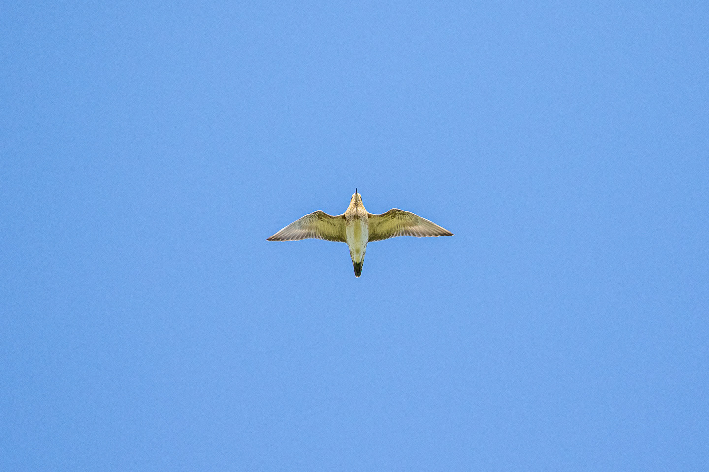 Golden Plover