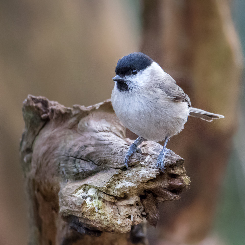 Marsh Tit