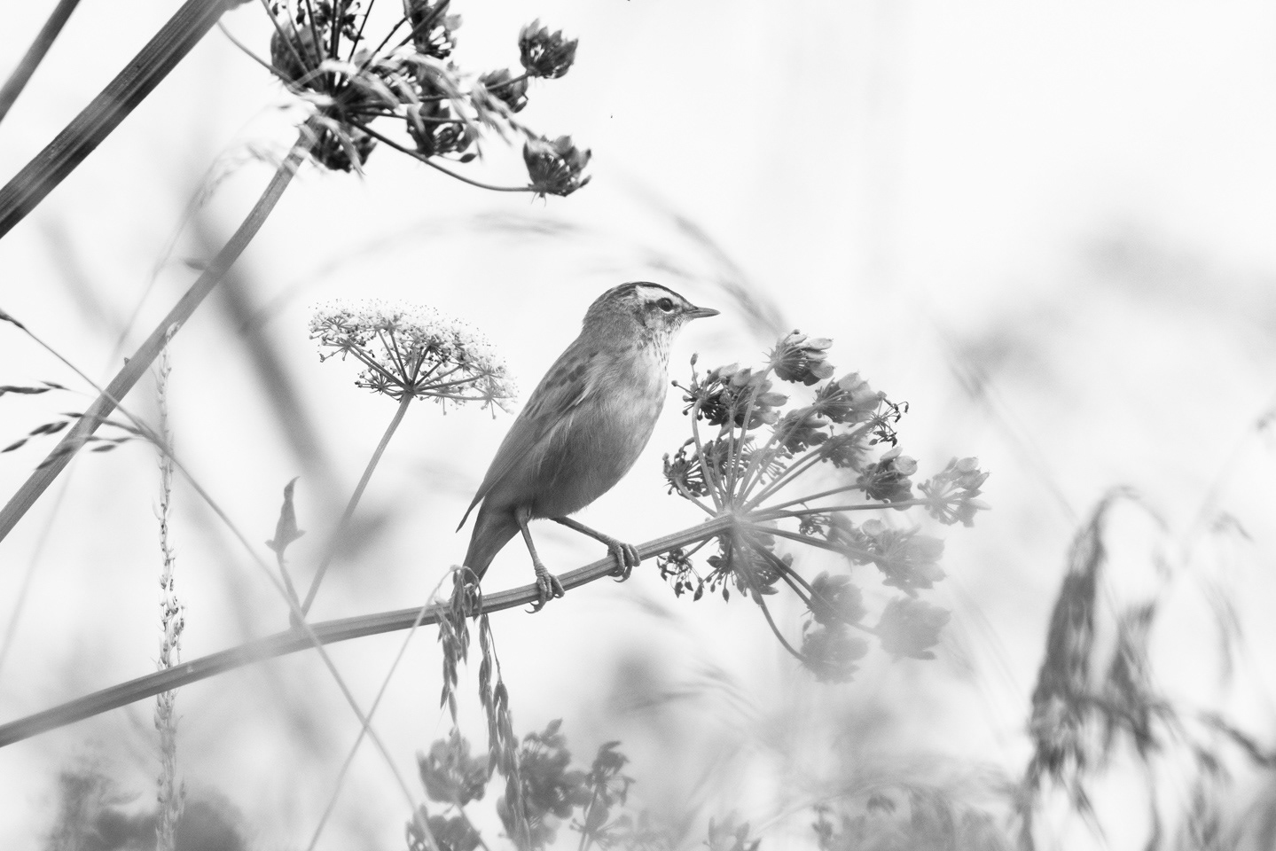 Sedge Warbler
