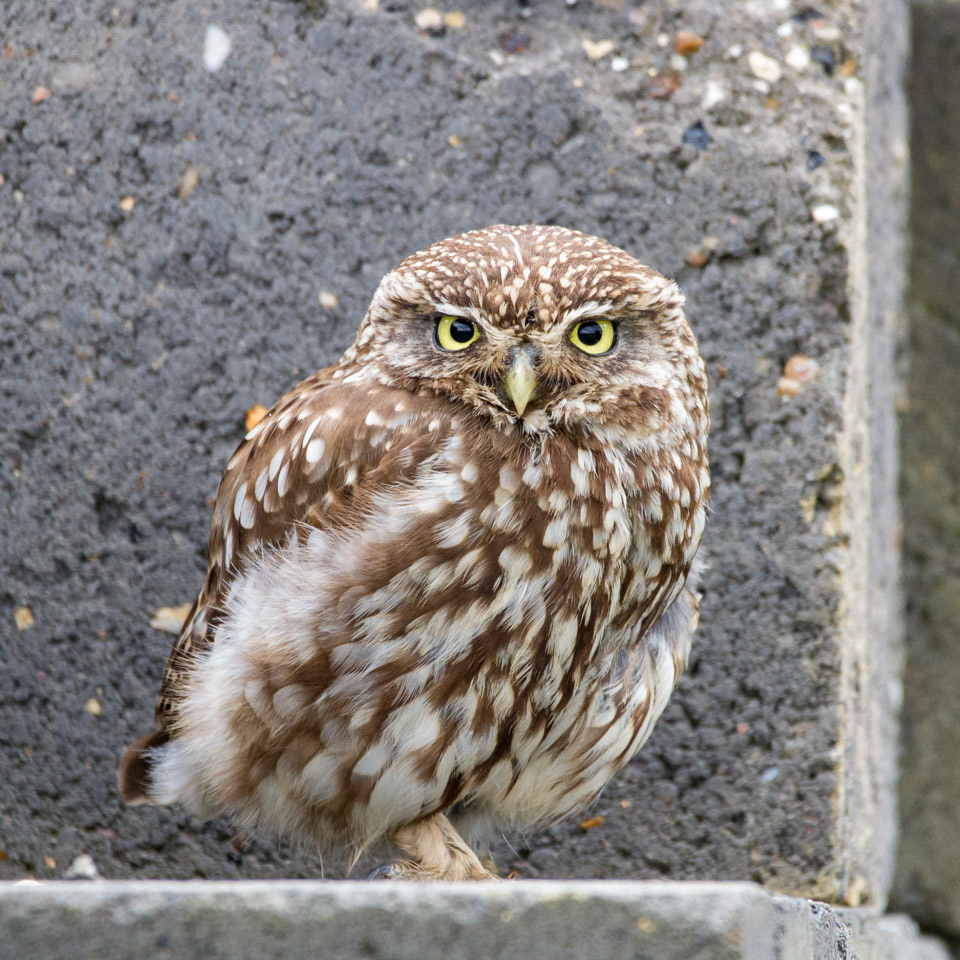 Little Owl