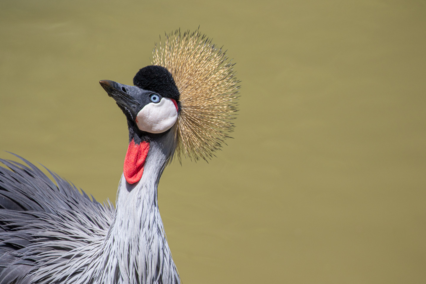 Crowned Crane