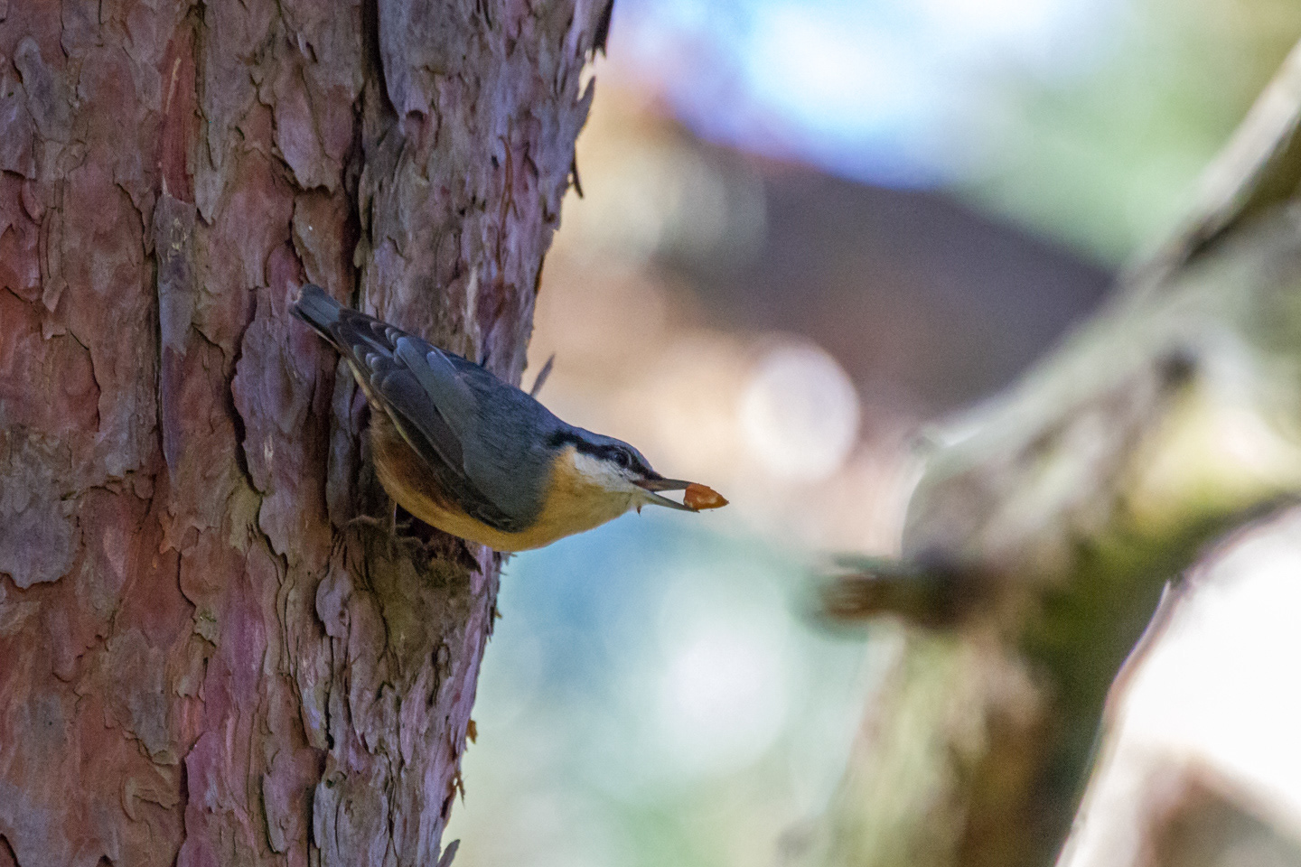 Nuthatch