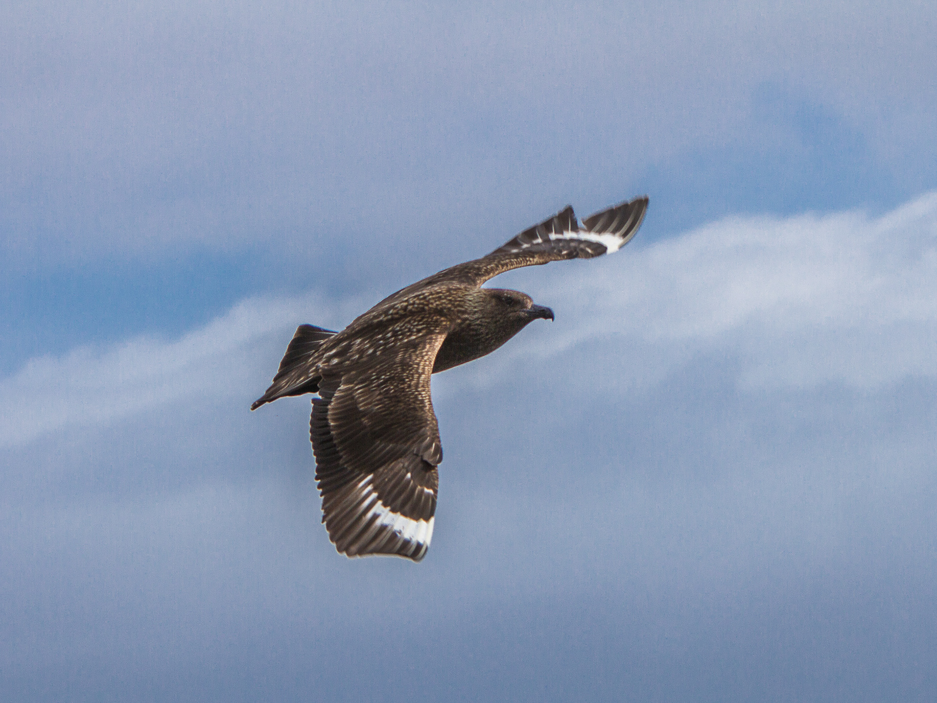 Great Skua