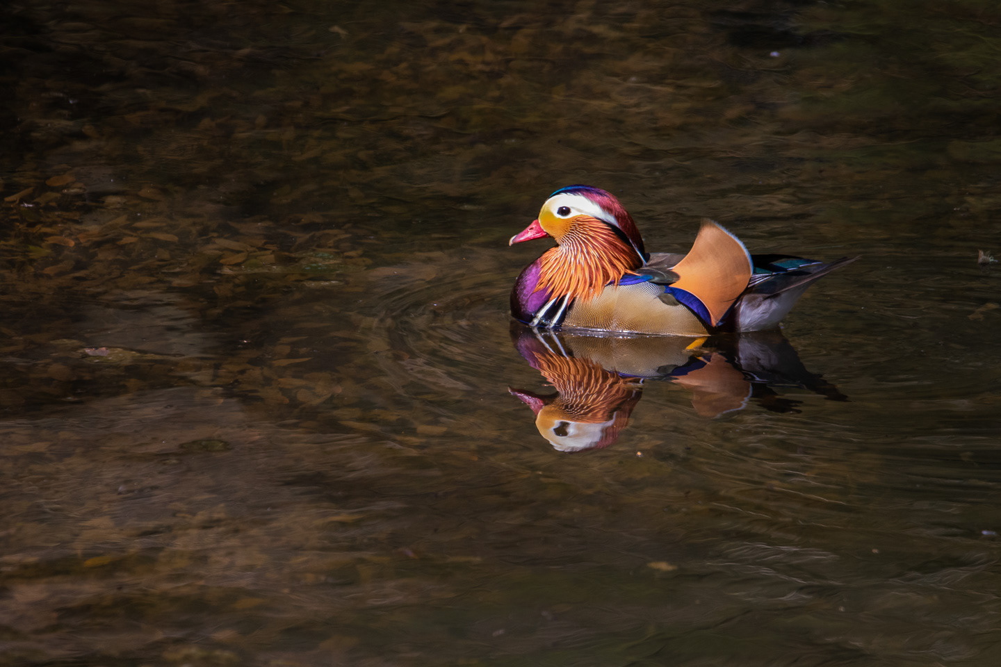 Mandarin