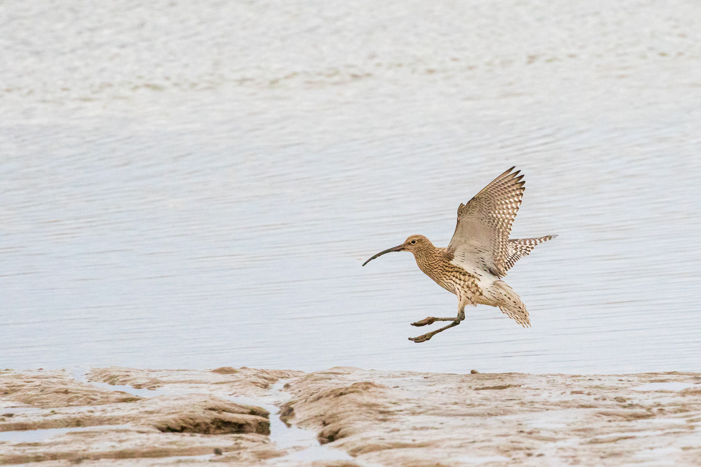 Curlew